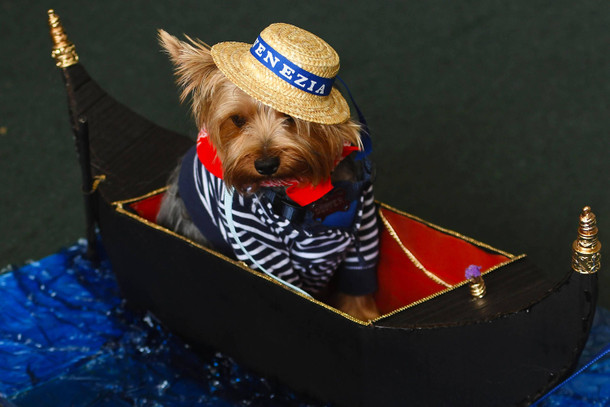 30. Juli 2017. Schaut ganz schön fesch aus, dieser vierbeinige Gondel-Kapitän. In dieser Aufmachung dürfte er gute Chancen gehabt haben, den Hunde-Kostüm-Wettbewerb in San Salvador zu gewinnen.