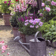 Augenschmaus: Der Frühling bringt die Blüten hervor, dem Gärtner lohnt die Mühe