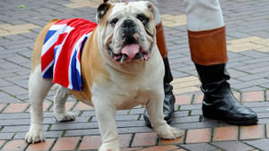 Deutsche an Briten: Bleibt bei uns!