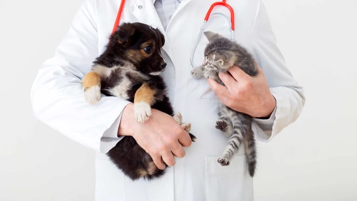 Lohnt sich eine Tierkrankenversicherung? Test: Lohnt Sich Eine Tierkrankenversicherung Aufmacher