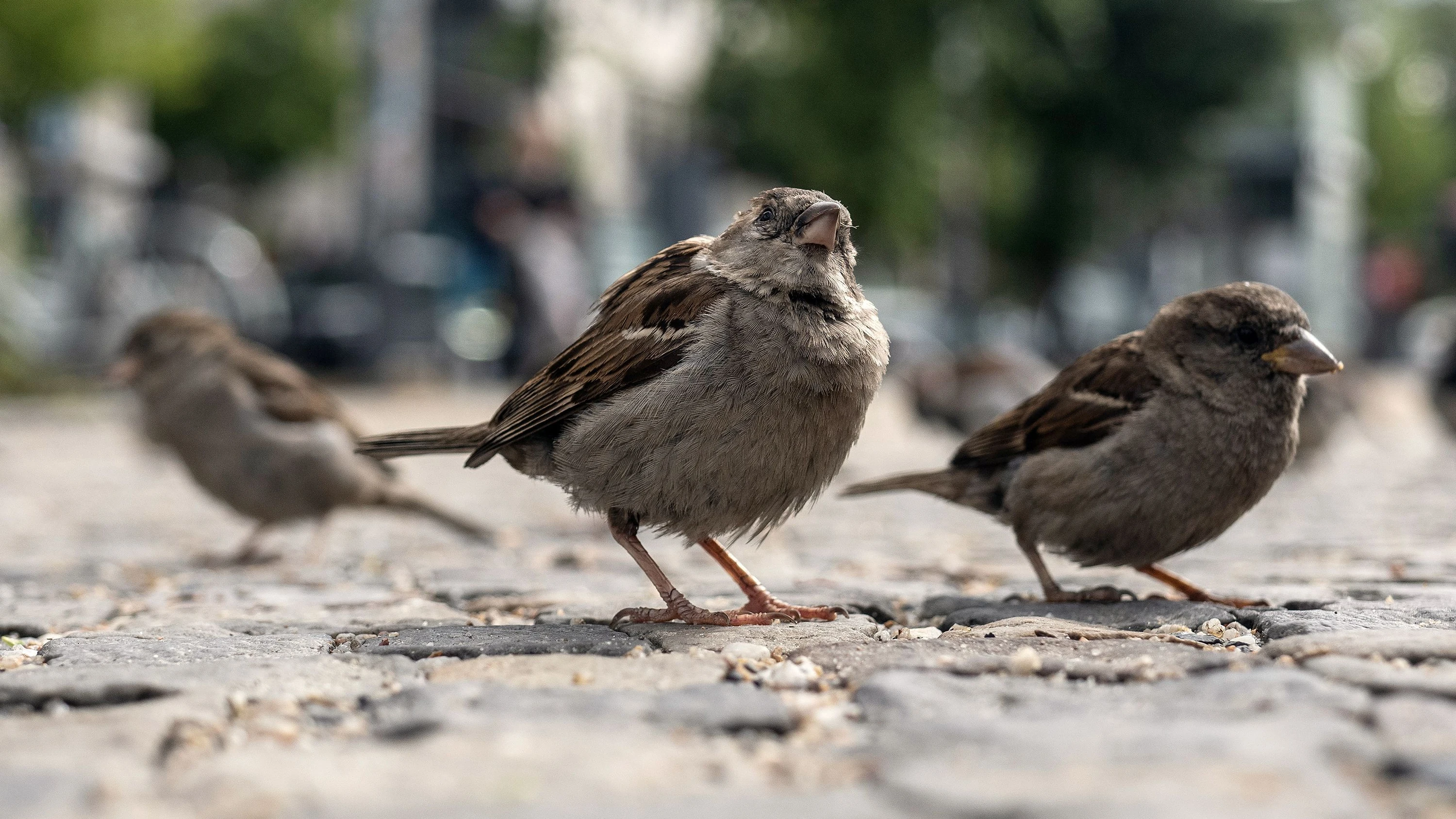 In deutschen Städten: Das rätselhafte Verschwinden der Hausspatzen