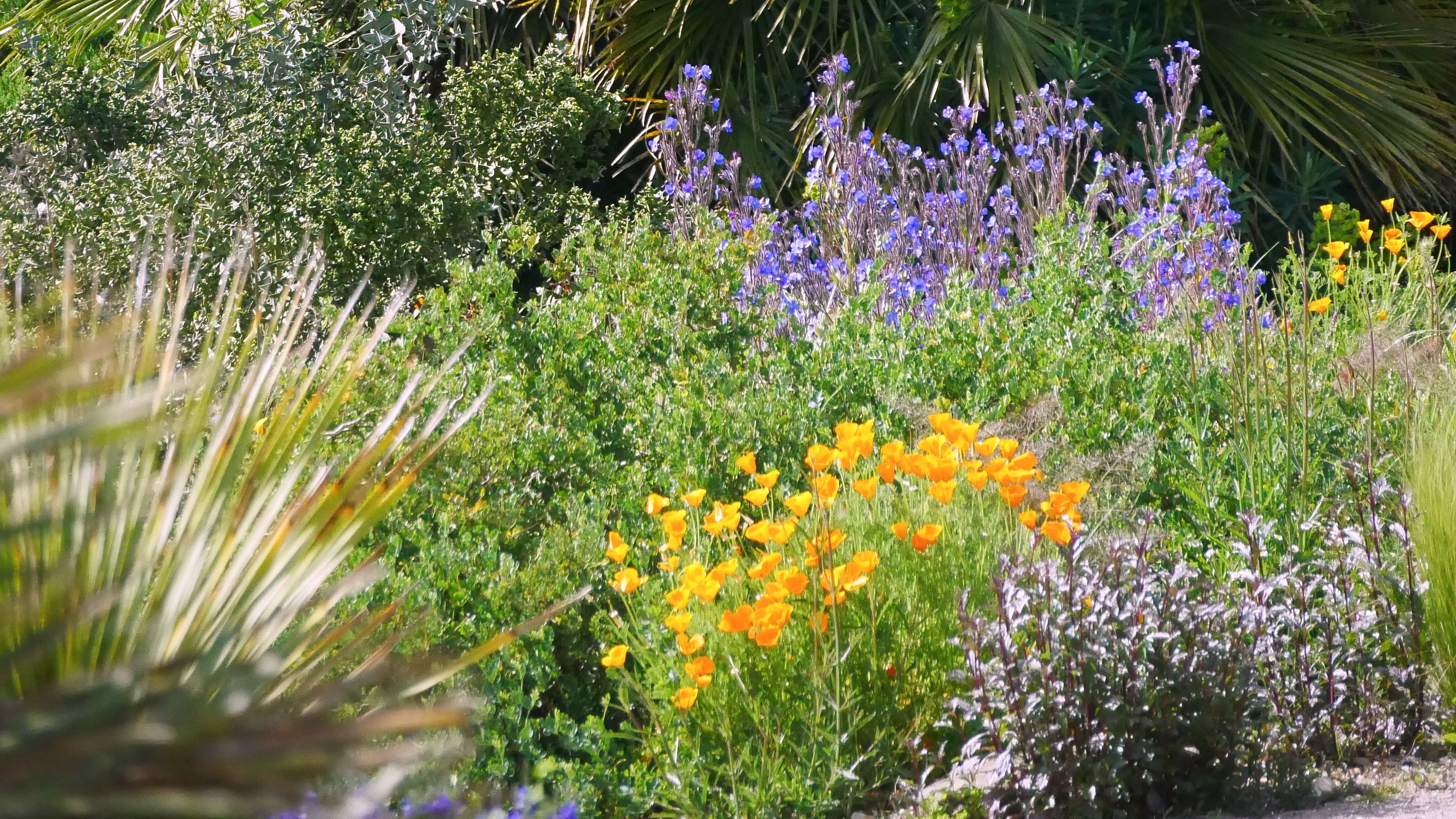 Klimawandel im Garten: Manche mögen’s heiß