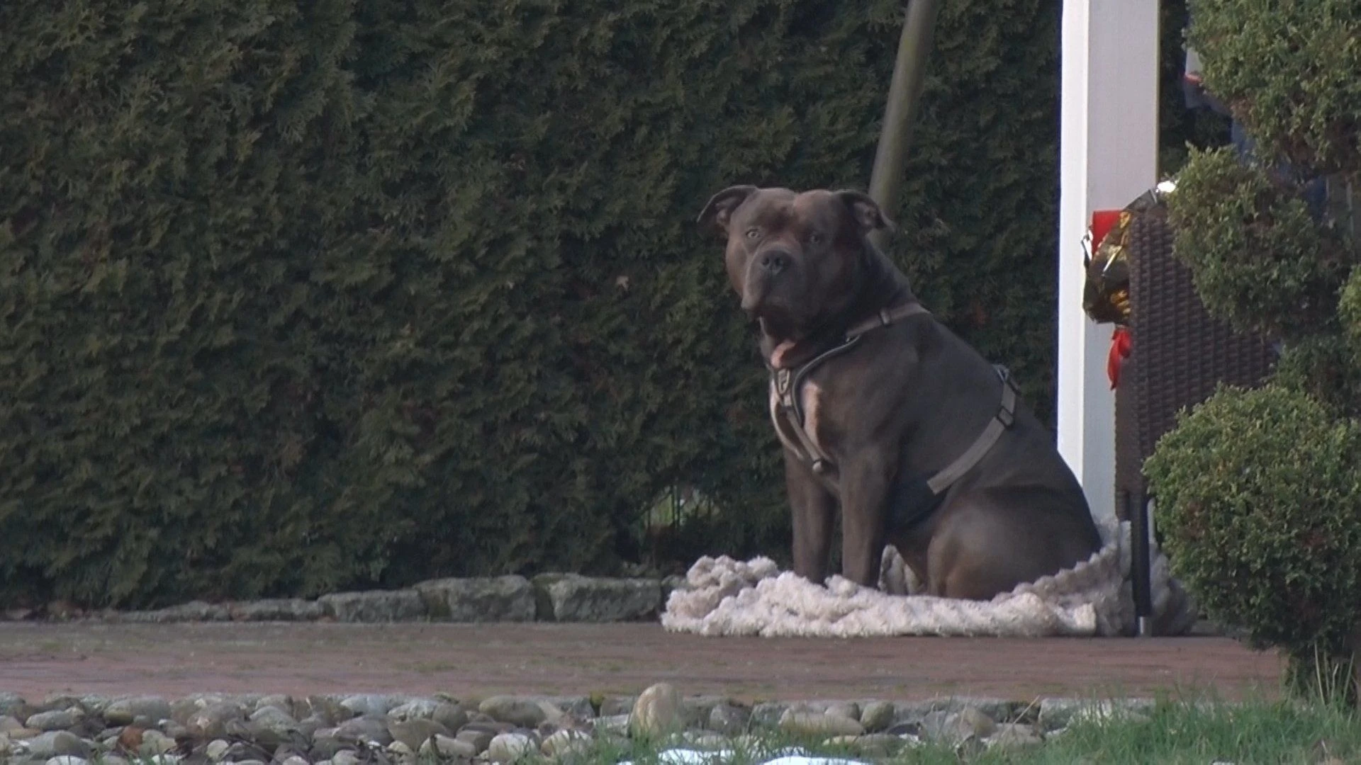 American Bully XL: Herrchen totgebissen – Hund darf weiterleben American Bully XL: Herrchen totgebissen – Hund darf weiterleben