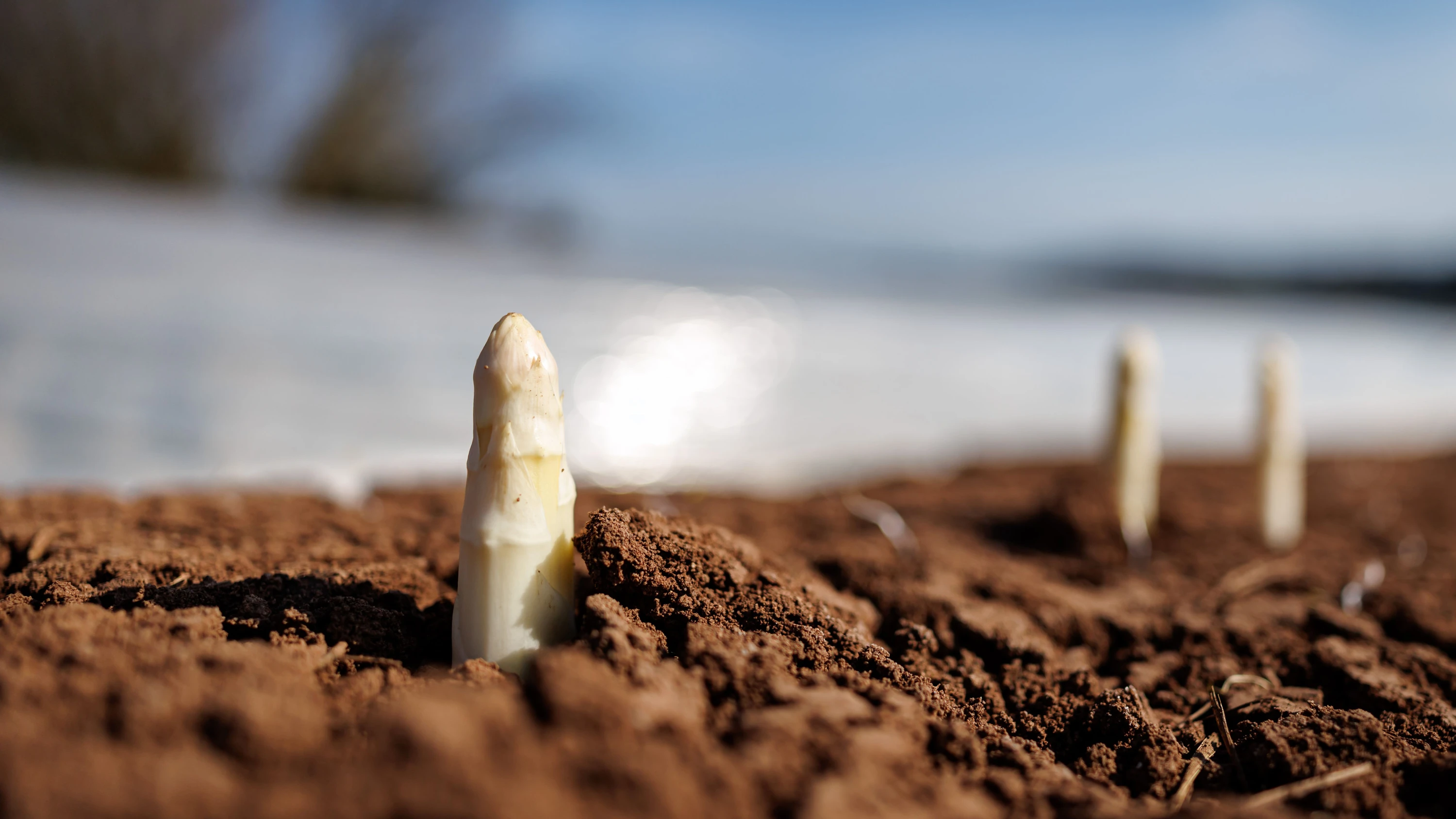 Anbaufläche schrumpft: Weniger Spargel von deutschen Feldern