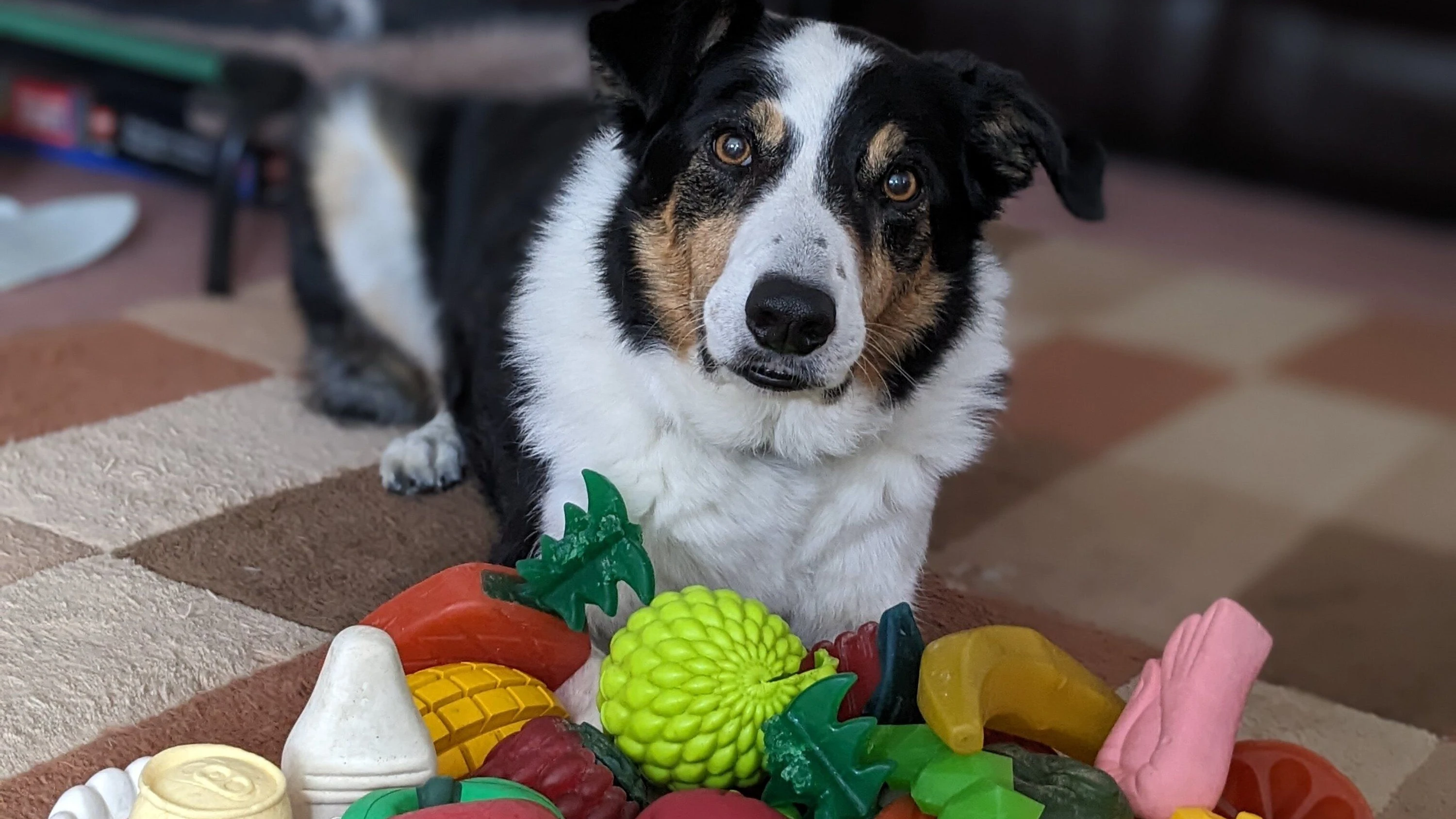 Bild: Tierbedarfsanbieter Futterhaus: „Der Hund ist ein Familienmitglied“
