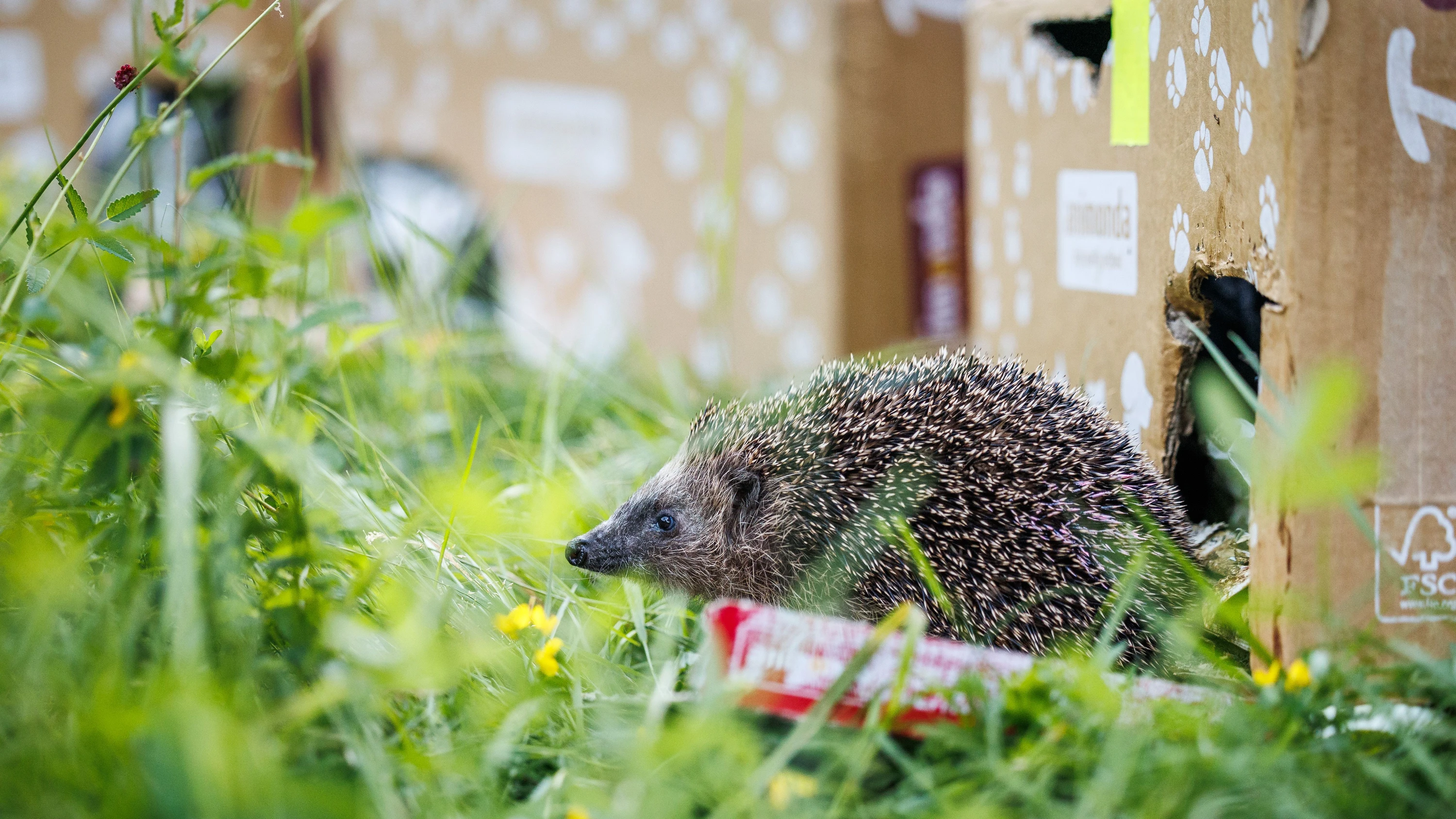 Auswilderung im Taunus: Die Igel aus der Umzugskiste