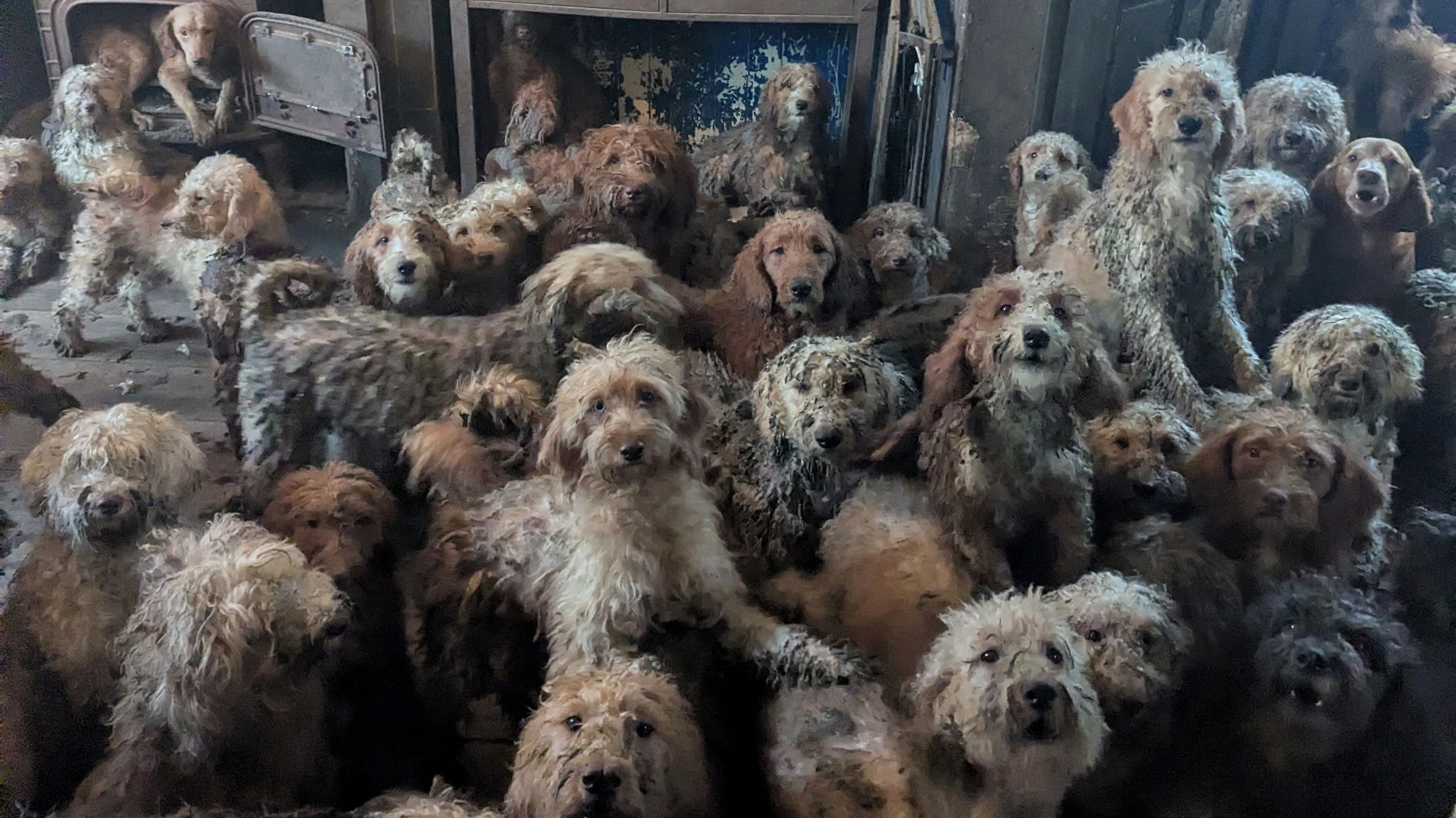 Dieses undatierte Pressefoto, dass der AFP von der RSPCA zur Verfügung gestellt wurde, zeigt Pudel-Mischlinge, die in einem Privathaushalt an einem nicht genannten Ort in Großbritannien gehalten werden. - AFP PHOTO / RSPCA