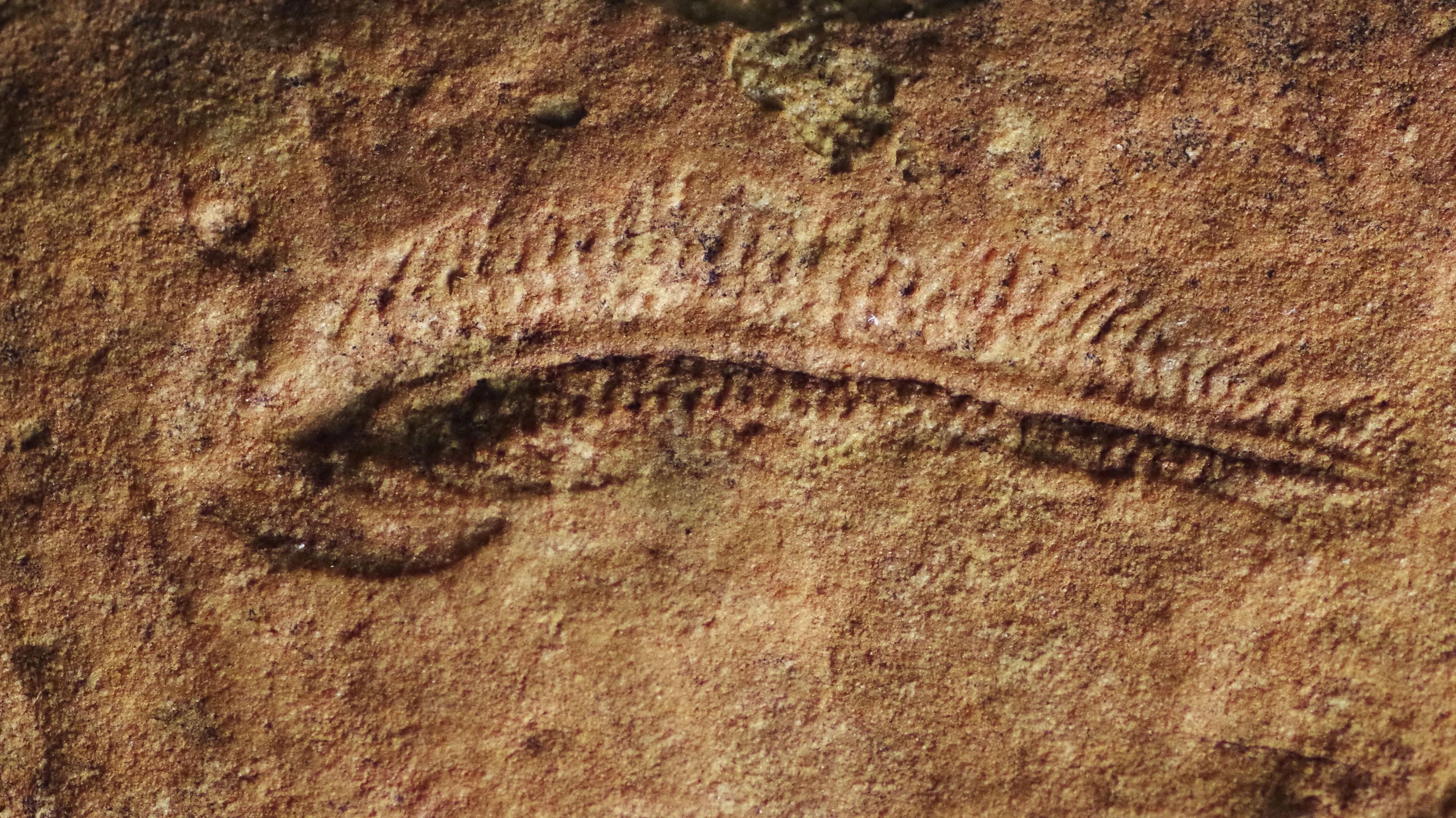 Ediacara Fauna: Eine frühe Rechtshänderin