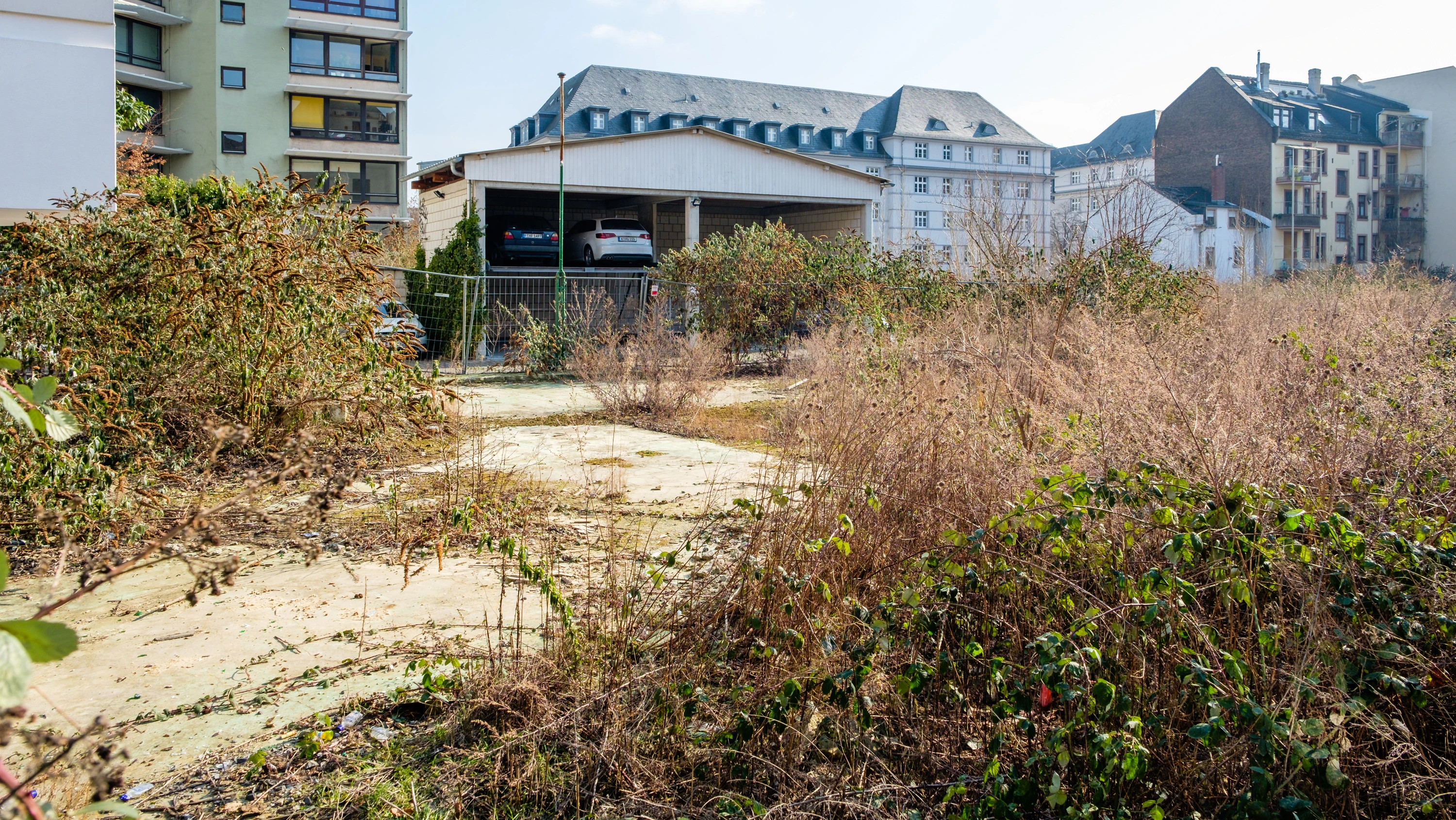 Bild: Natur in der Stadt: Was hier alles wuchert!