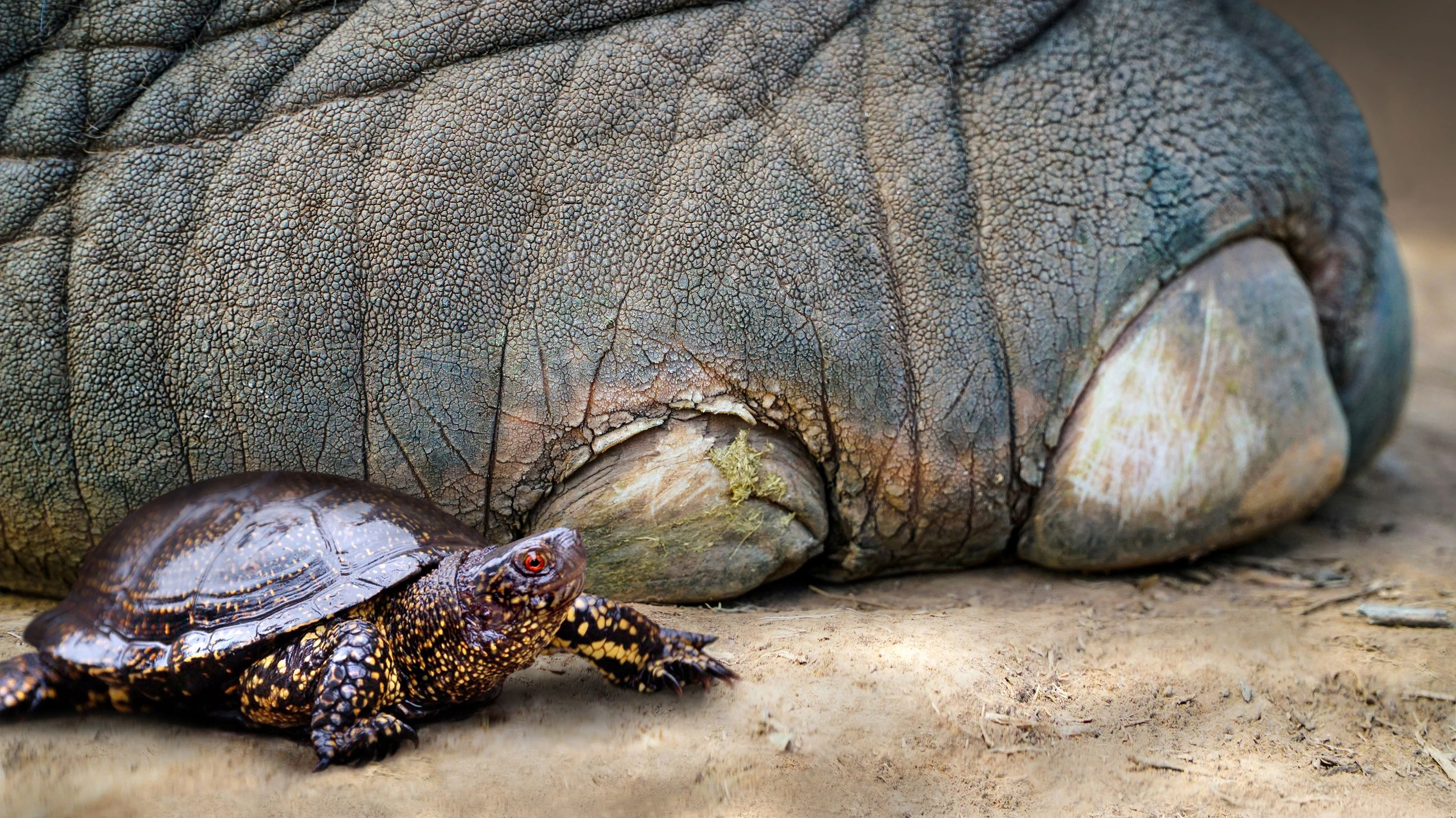 Panzer als Schöpflöffel?: Warum Neandertaler Sumpfschildkröten jagten Panzer als Schöpflöffel?: Warum Neandertaler Sumpfschildkröten jagten