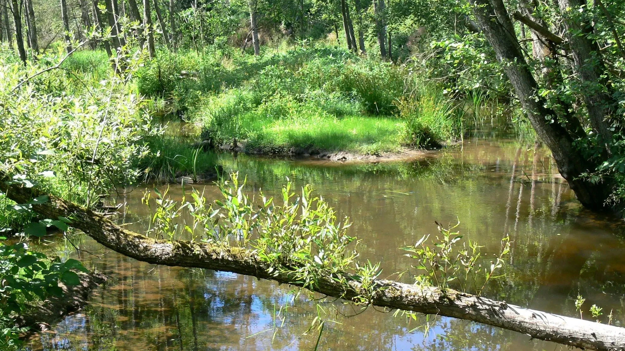 Der Wandertipp: Mangrovenwald im Spessart Der Wandertipp: Mangrovenwald im Spessart