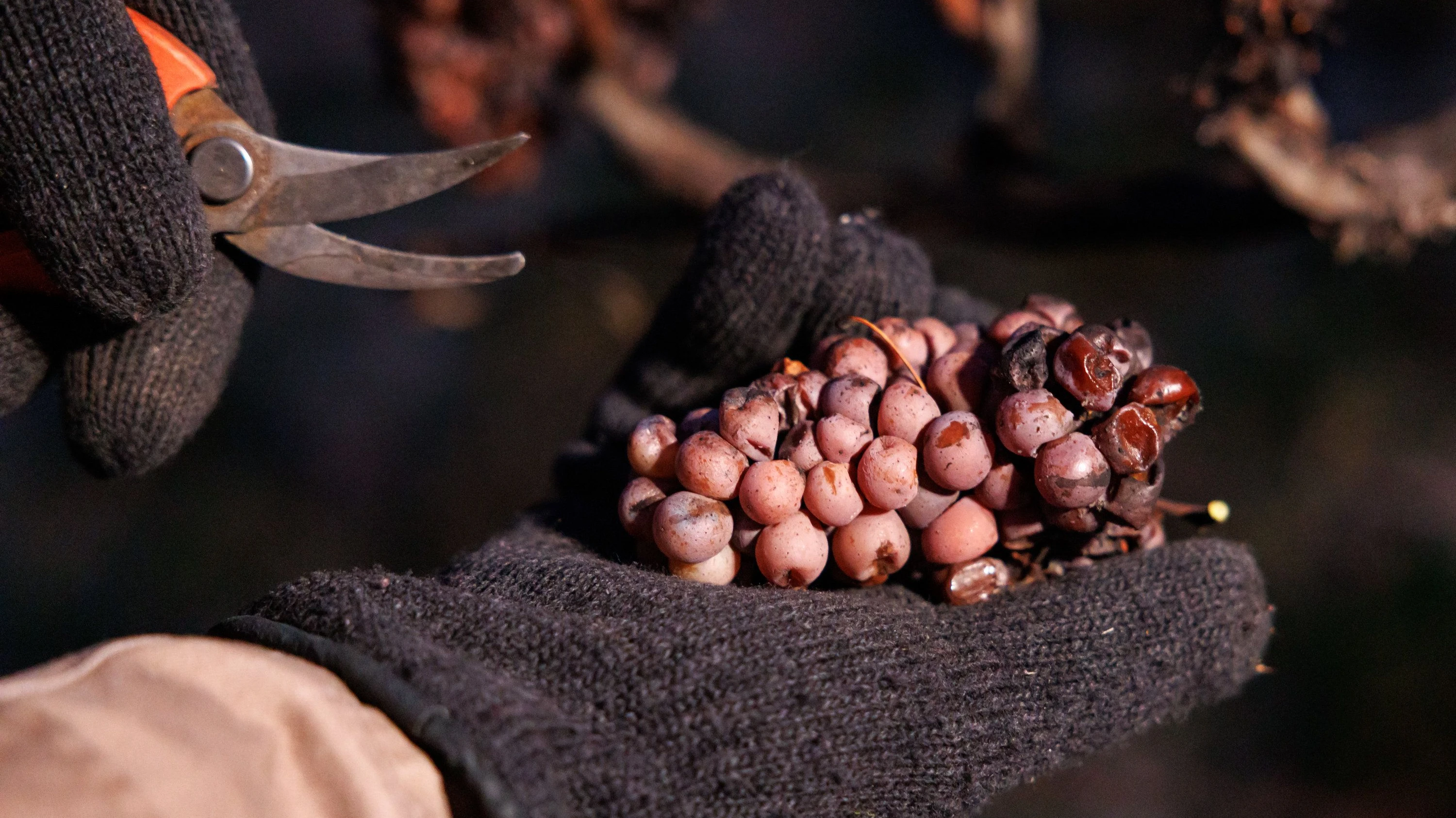 Liveticker Hessen & Frankfurt: Eiswein an der Hessischen Bergstraße gelesen