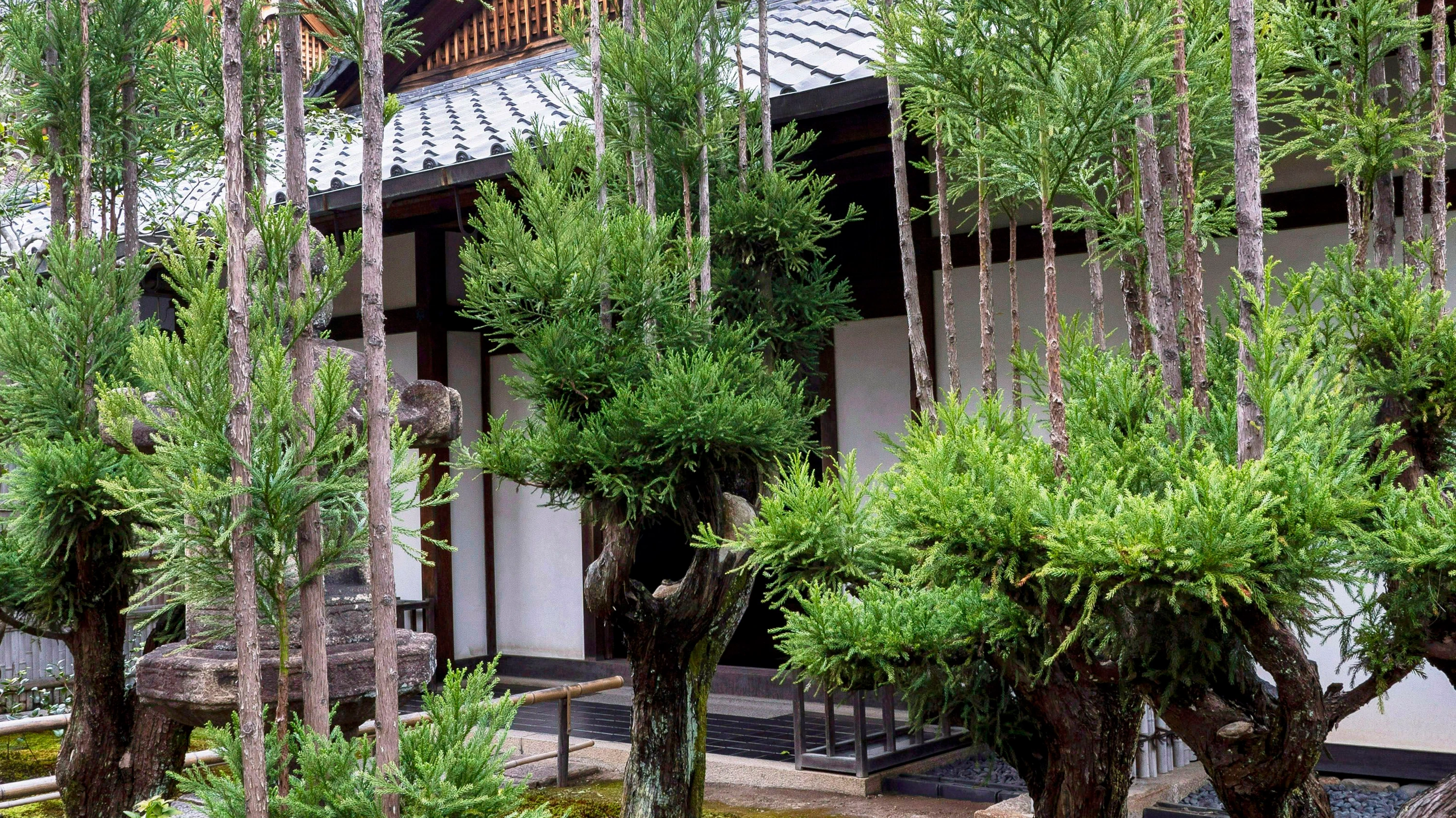 Bäume in Japan: Jung auf Alt Bäume in Japan: Jung auf Alt