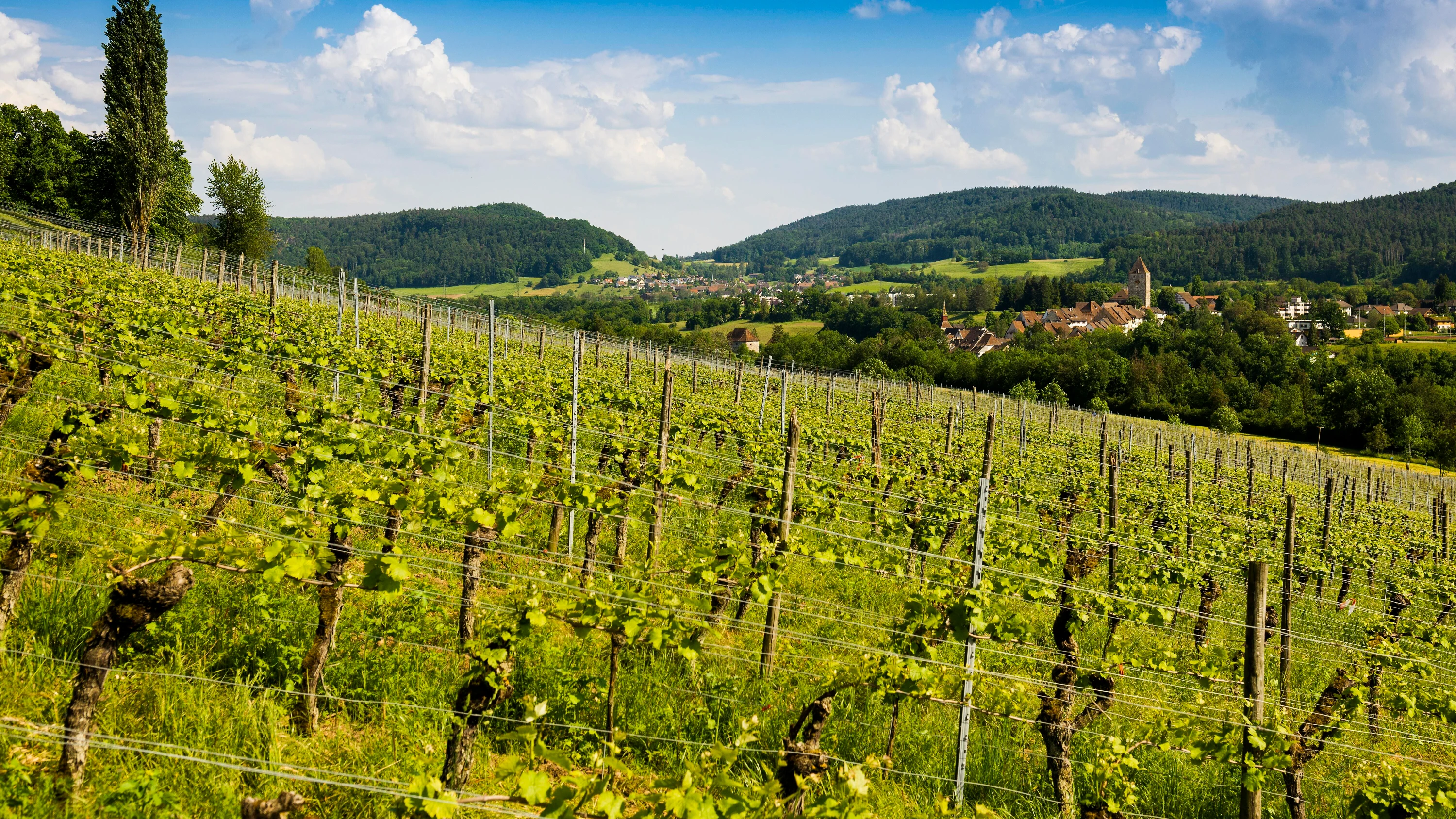 Weine aus dem Aargau: Für jeden Anlass die richtige Wahl