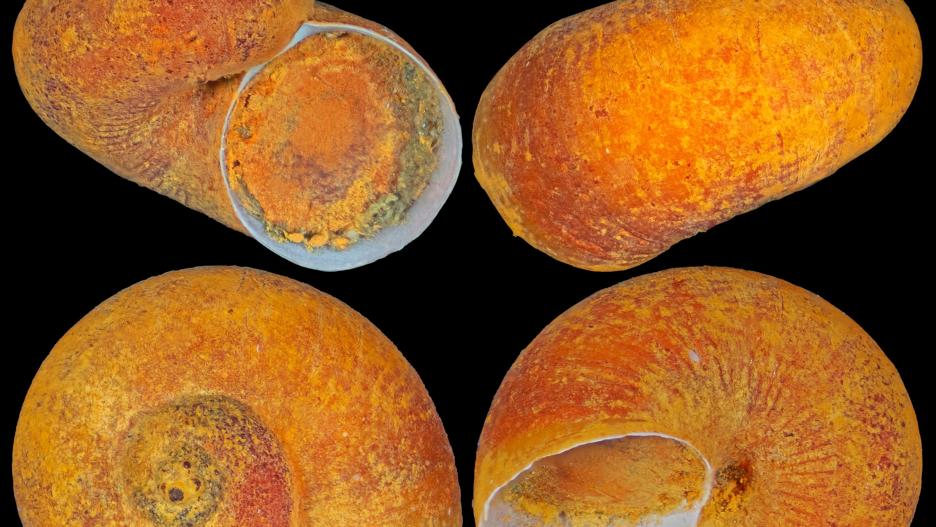 Die Tiefseeschnecke Lirapex felix kommt nur an einem einzigen Hydrothermalfeld im Indischen Ozean vor und wurde wegen des Tiefseebergbaus als vom Aussterben bedroht eingestuft. - Chong Chen