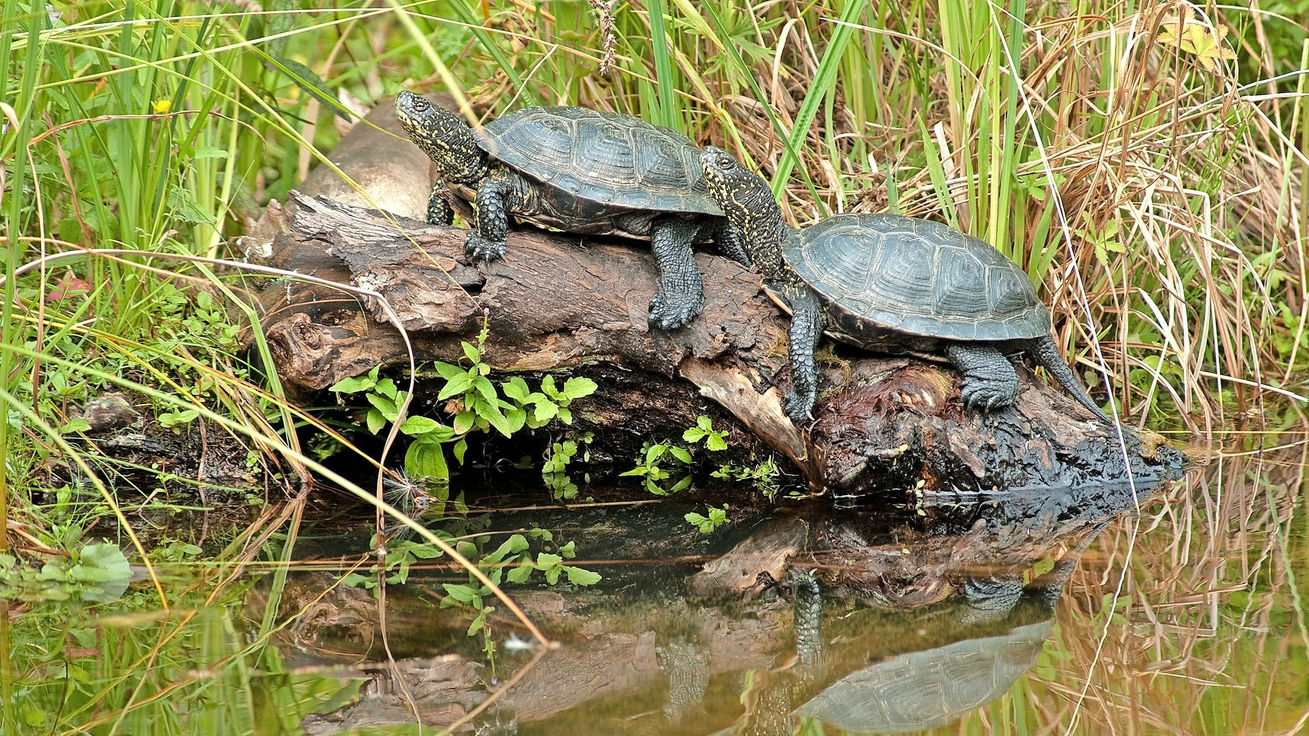 Bedrohte Sumpfschildkröten: Könnten Wölfe sie diesmal vor dem Aussterben bewahren?