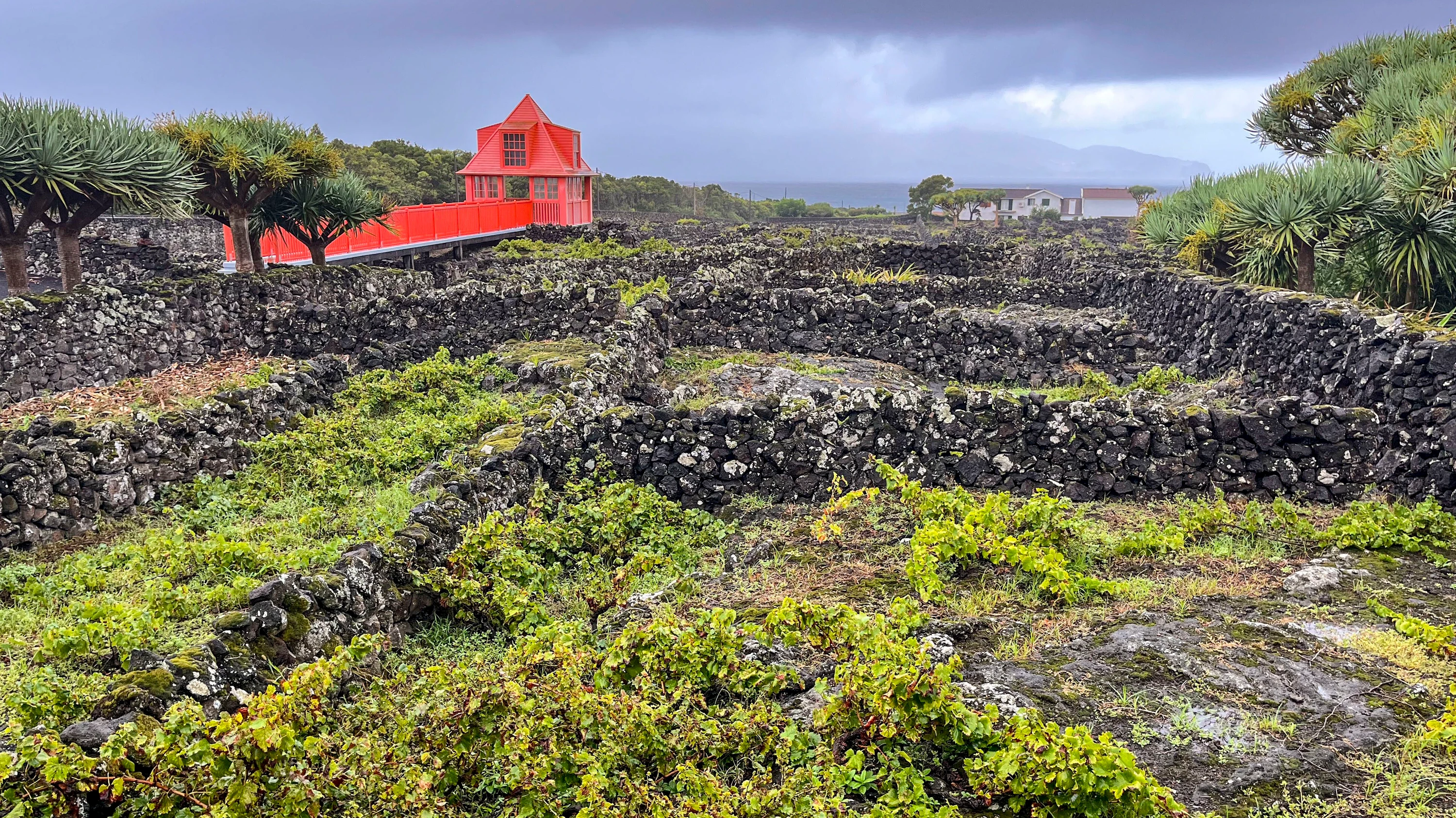 Auf der Welterbeliste: Die Reben auf Pico sind zum Schutz vor dem rauen Klima mit Steinmauern umgeben. - Picture Alliance
