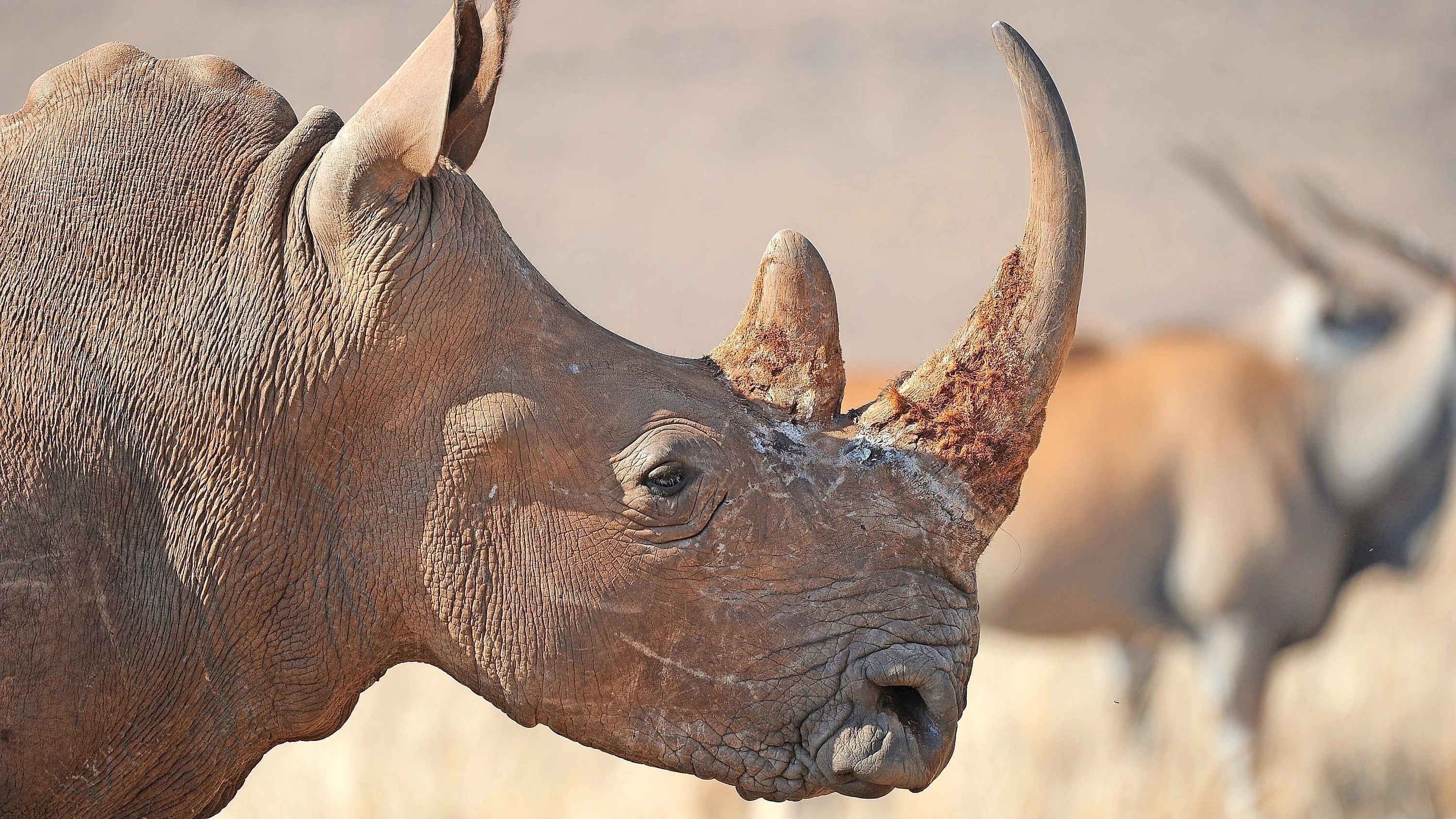 Wildtiere als Ware: Der Kampf um das Horn Wildtiere als Ware: Der Kampf um das Horn