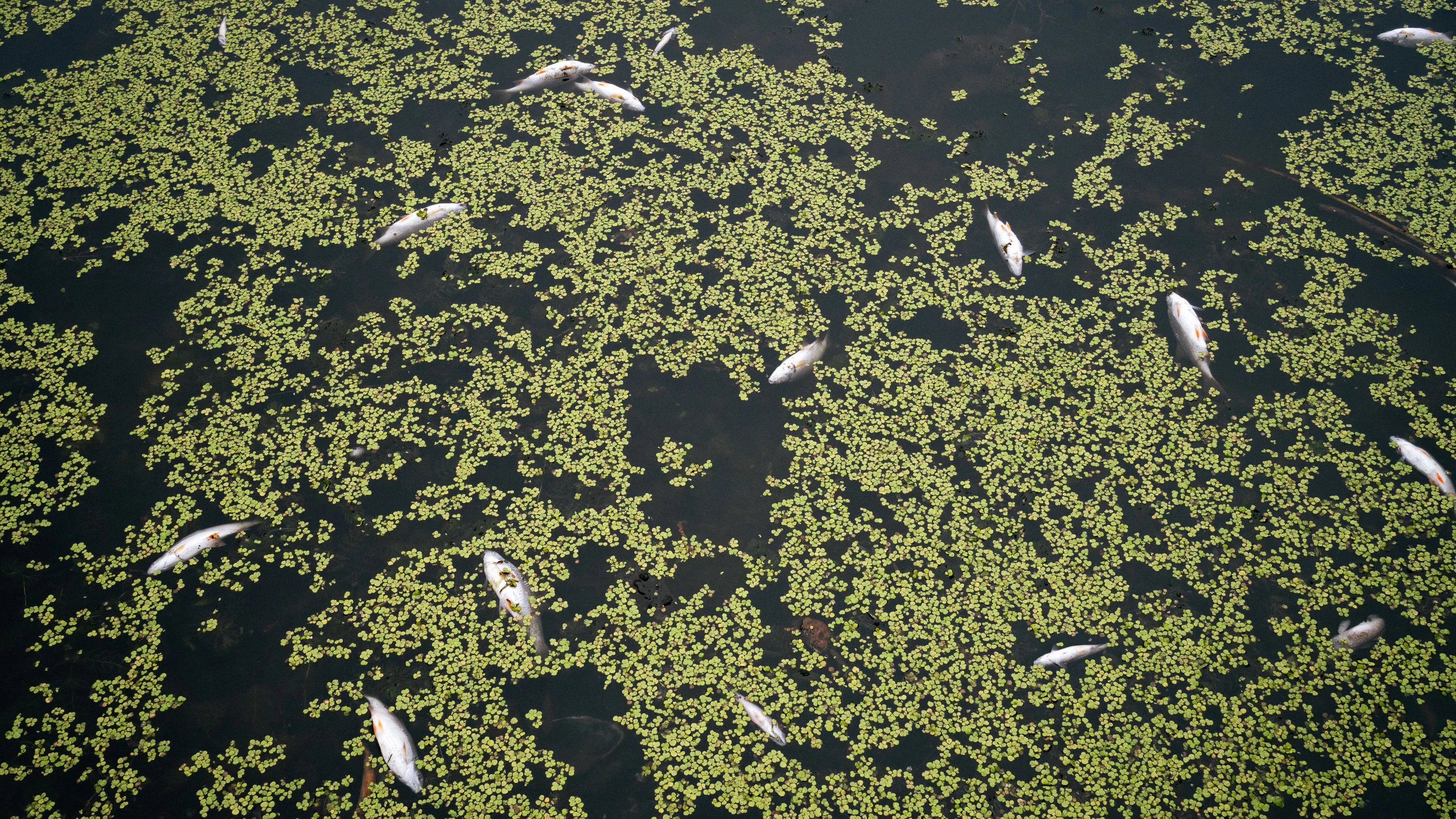 Folgen der Trockenheit: Fischsterben im Altrhein ist nicht zu verhindern Folgen der Trockenheit: Fischsterben im Altrhein ist nicht zu verhindern