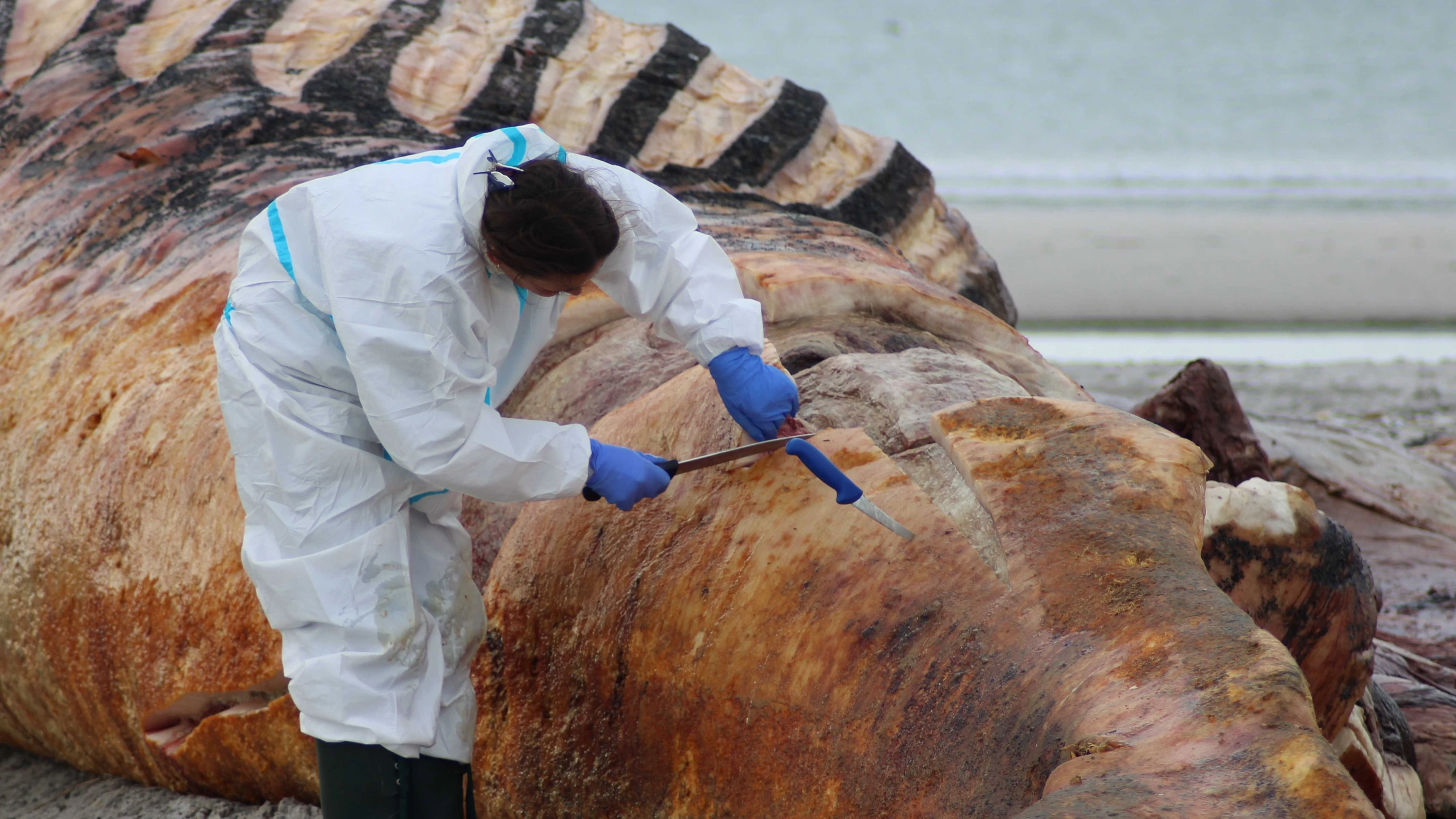 Verendet in der Nordsee: Die Überreste des Buckelwals landen