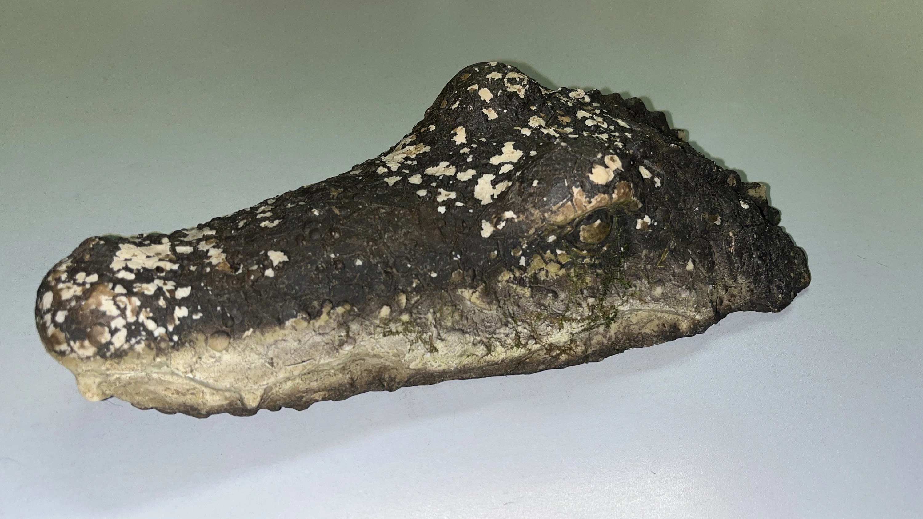 In Oberbayern: Täuschend echt aussehender Krokodilkopf löst Einsatz aus In Oberbayern: Täuschend echt aussehender Krokodilkopf löst Einsatz aus