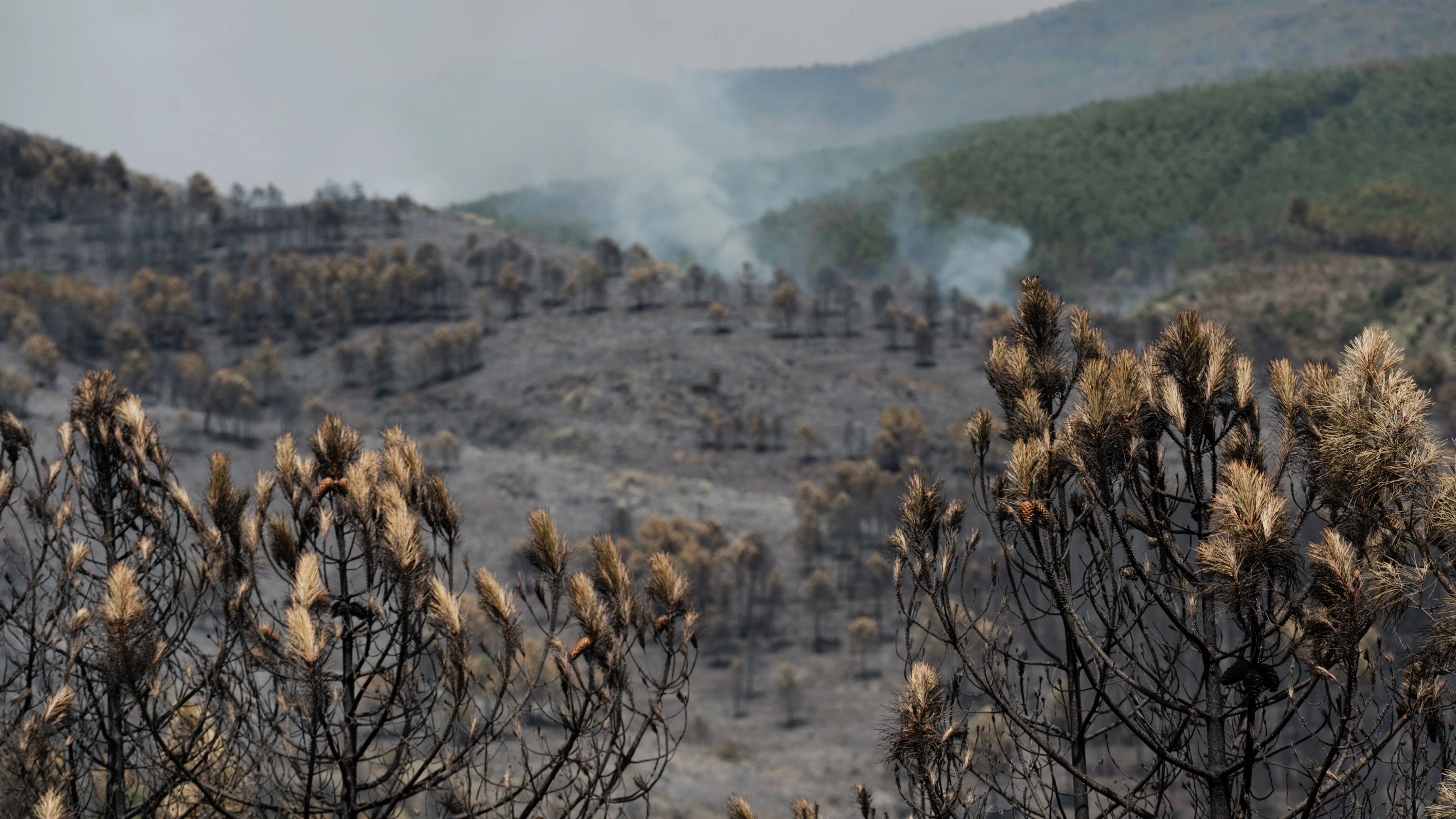Waldbrände in Spanien: Flammen verwüsten 30.000 Hektar nordöstlich von Madrid