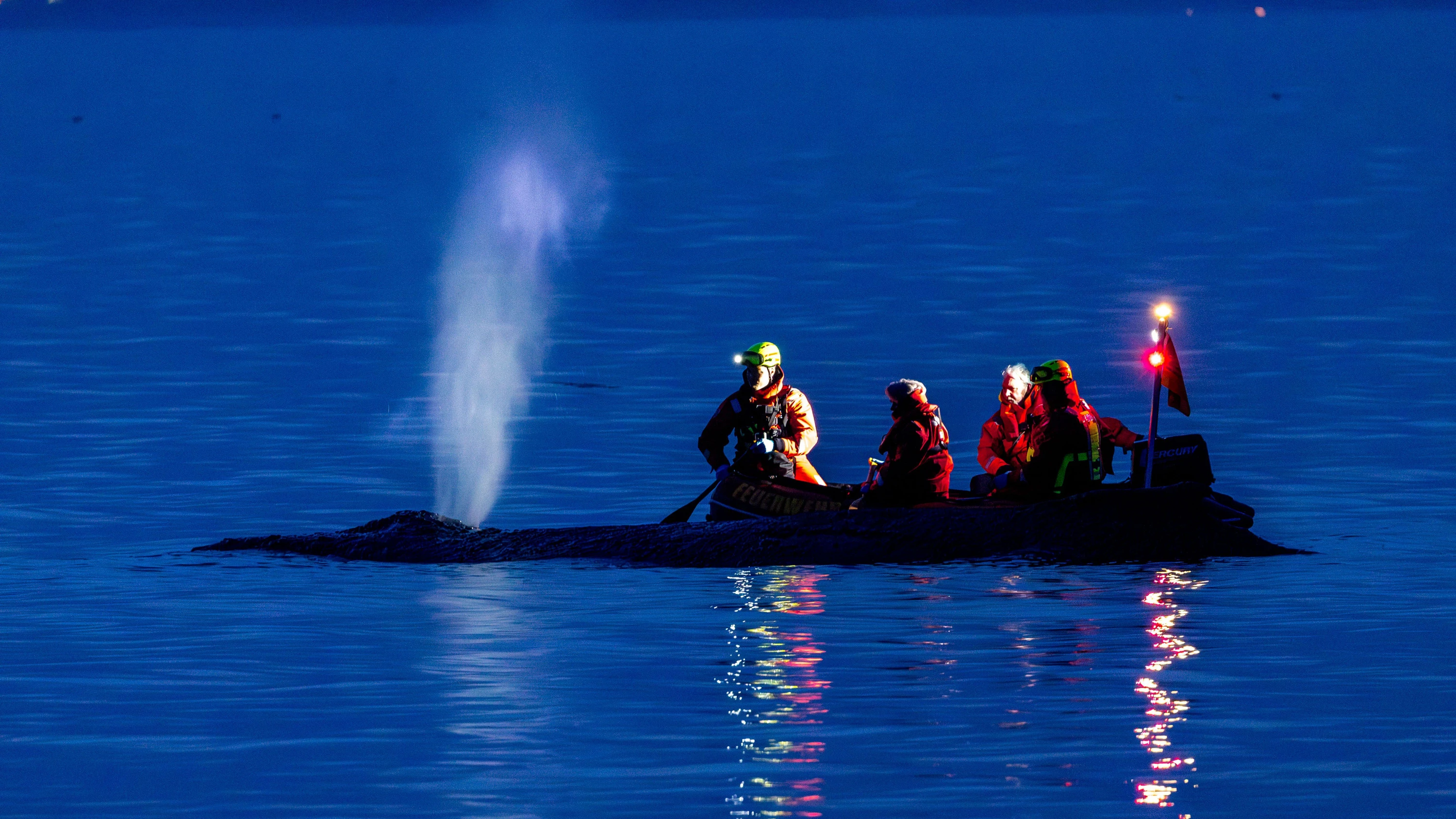 Vor Timmendorfer Strand: Sorge um gestrandeten Wal an der Ostseeküste