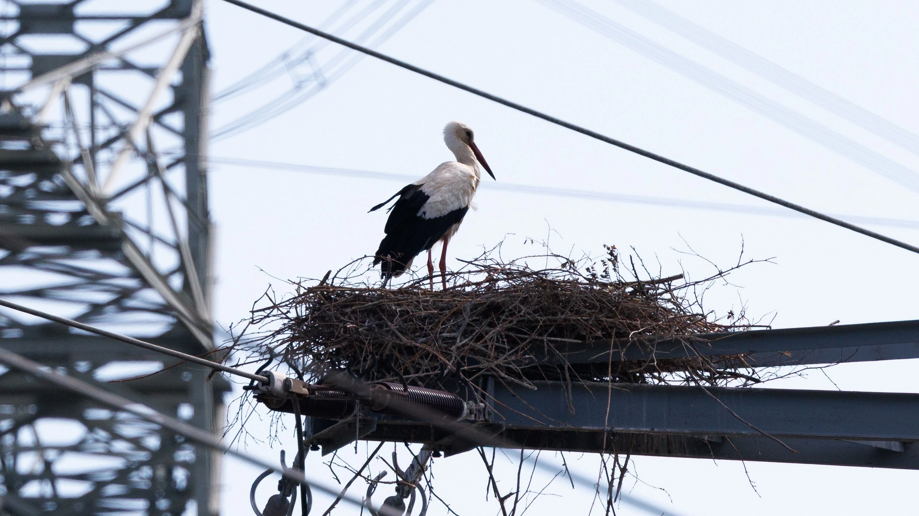 Bild: Bundesnetzagentur: Nicht im Nest gemütlich machen