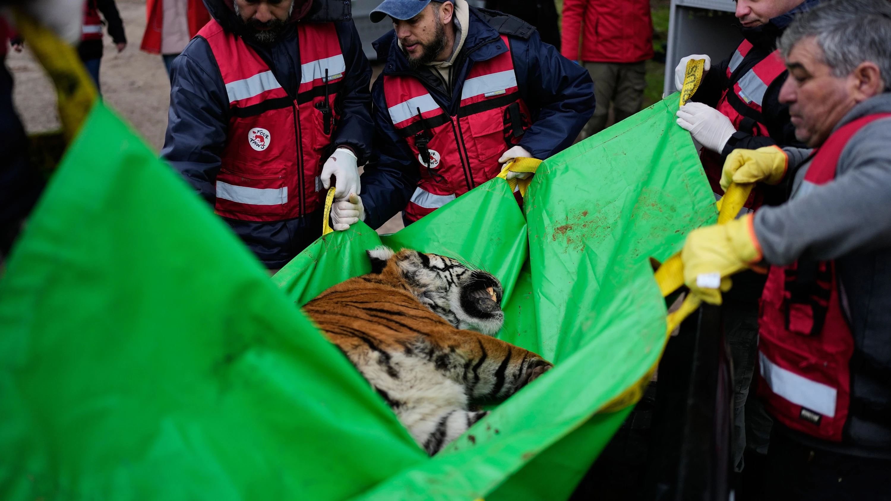 Neues Zuhause: Umsiedlung von 30 Großkatzen aus Zoo in Argentinien beginnt