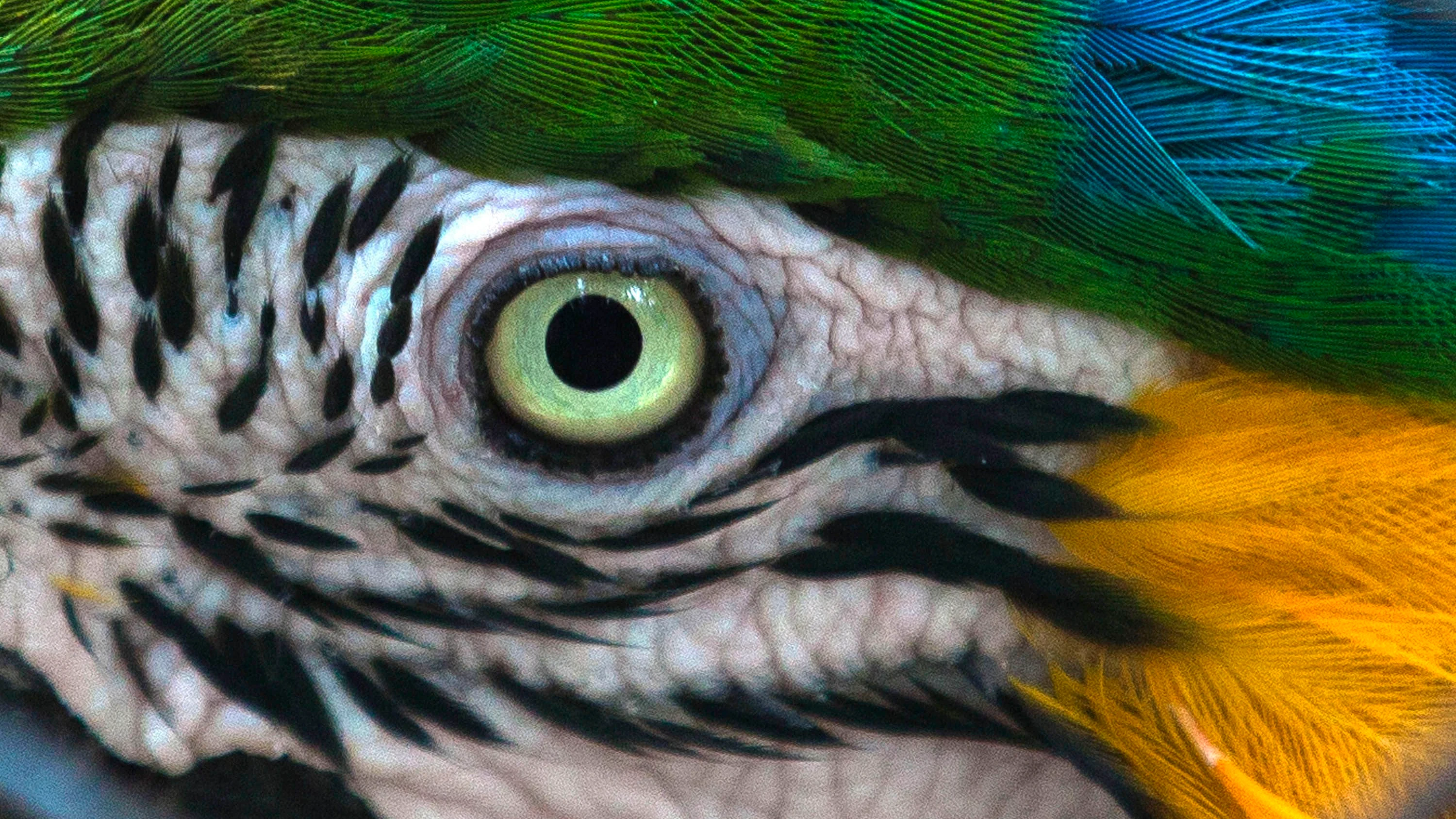 Über Papageien: Diese Vögel kommen auch im „Kamasutra“ vor