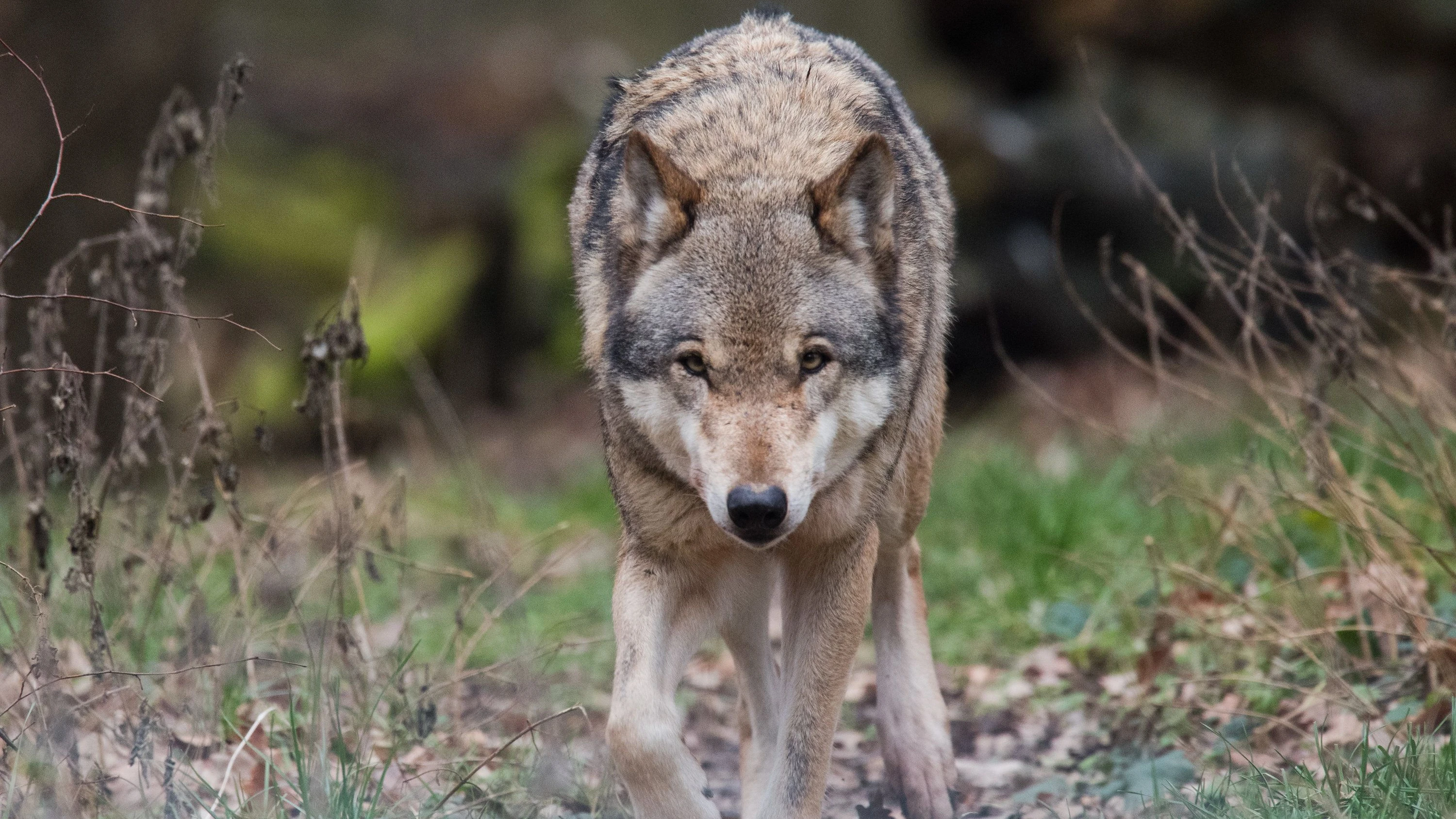 Wildtier und Mensch: Der Wolf im Paragraphenwald Wildtier und Mensch: Der Wolf im Paragraphenwald