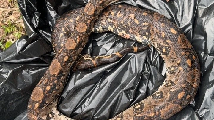 Polizei ermittelt: Spaziergänger entdeckt tote Würgeschlange in der Nidda Polizei ermittelt: Spaziergänger entdeckt tote Würgeschlange in der Nidda