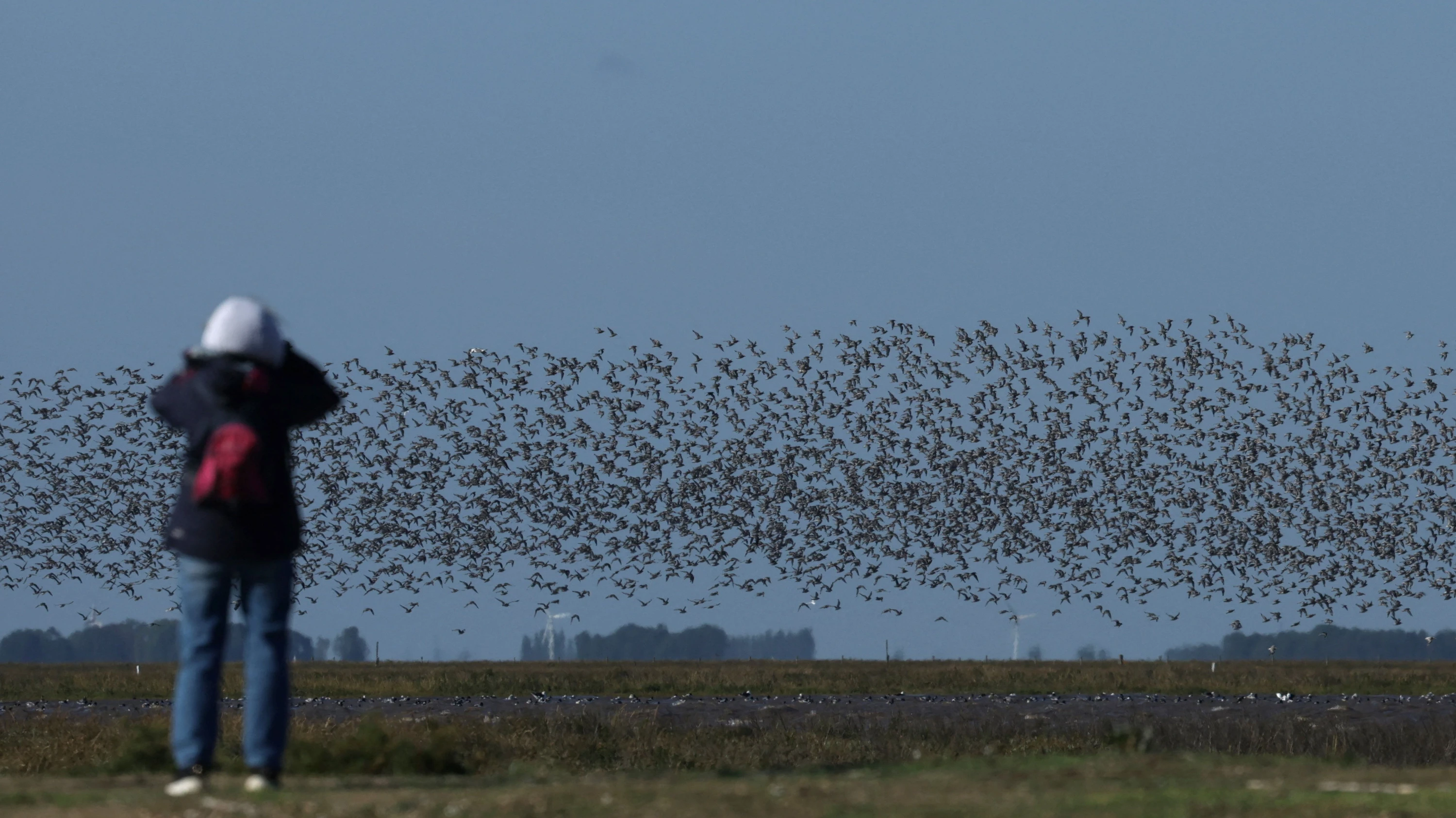 Vögel beobachten: Gehirn im Höhenflug