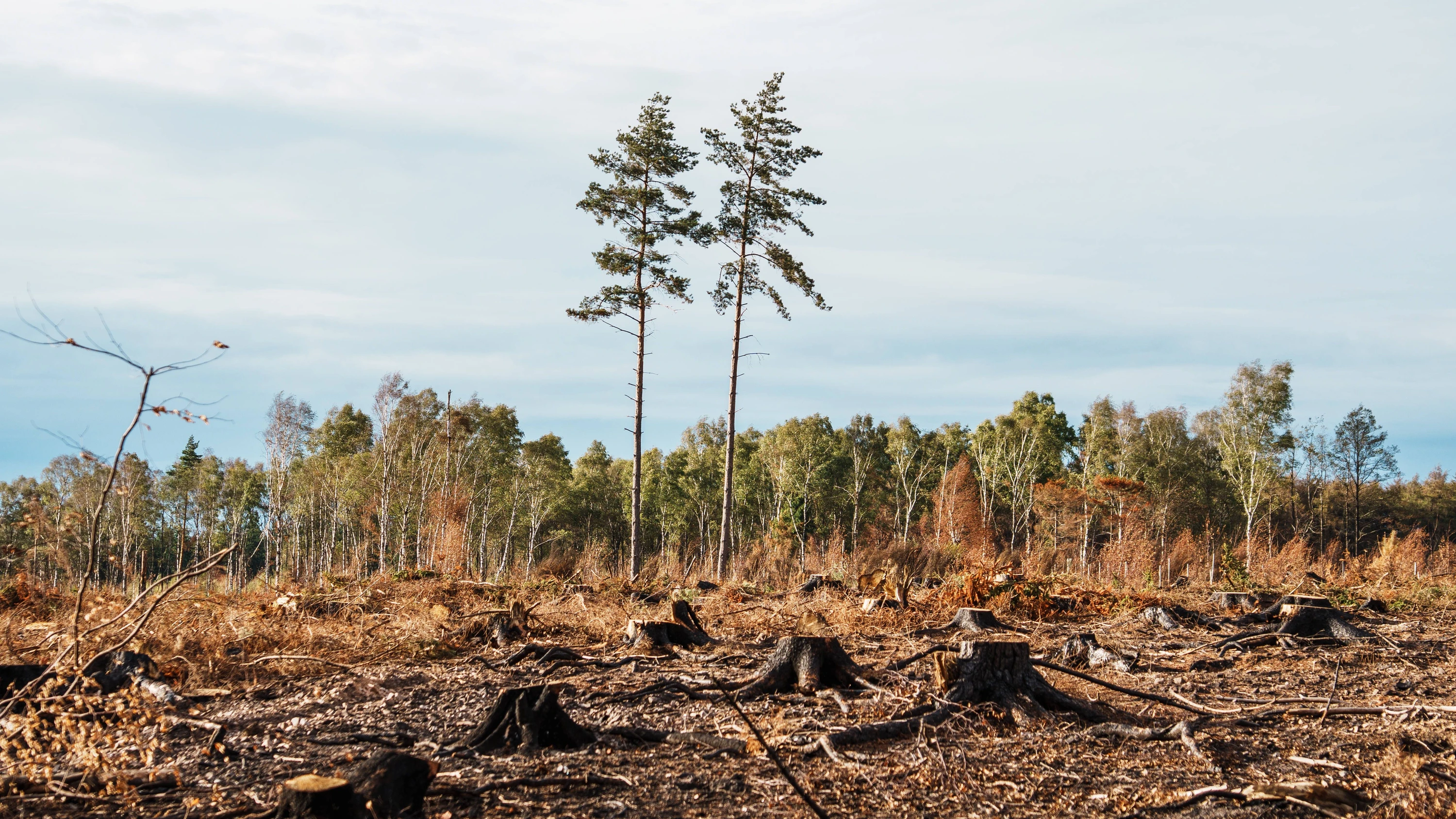 Wald im Klimawandel: Im Hürtgenwald ist die Hoffnung zartgrün Wald im Klimawandel: Im Hürtgenwald ist die Hoffnung zartgrün