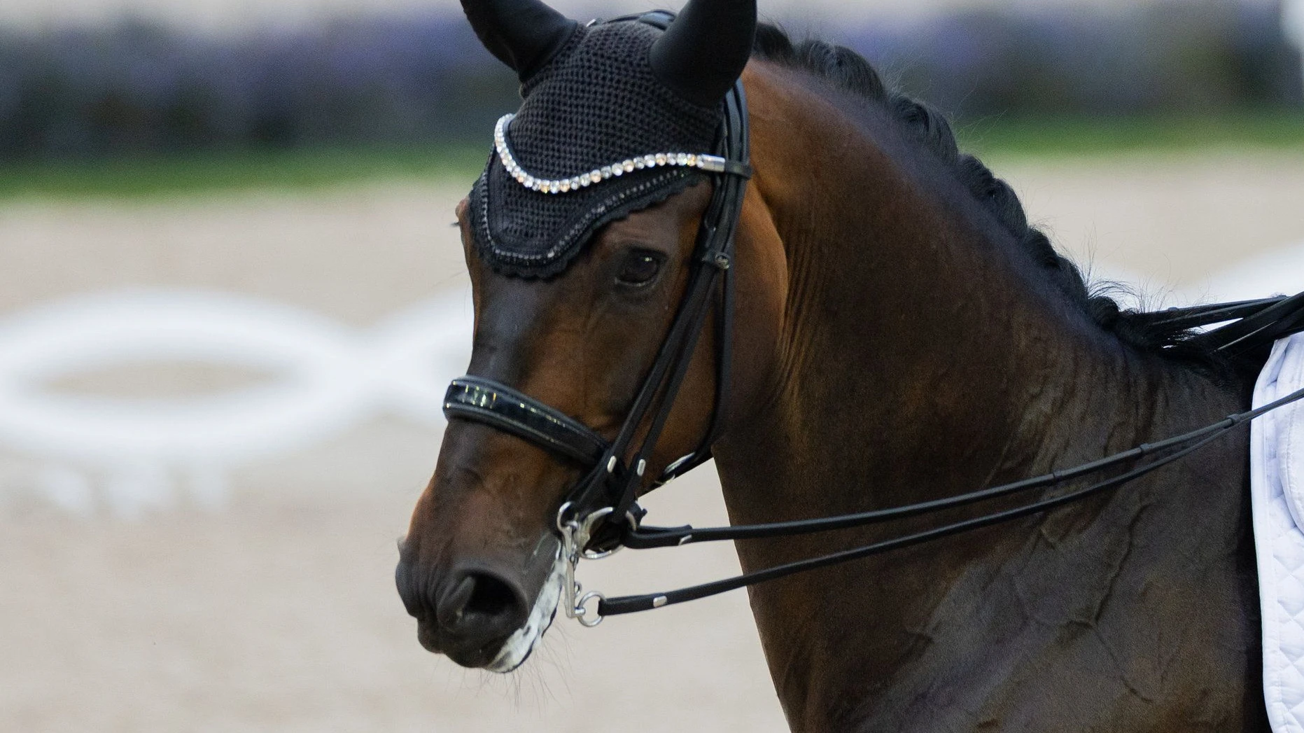 Jessica von Bredow-Werndl: Todesursache von Pferd Diallo steht fest