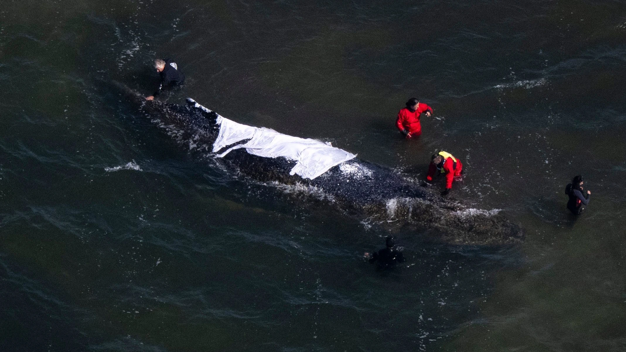 Buckelwal-Aktivisten: Lasst den Wal sterben