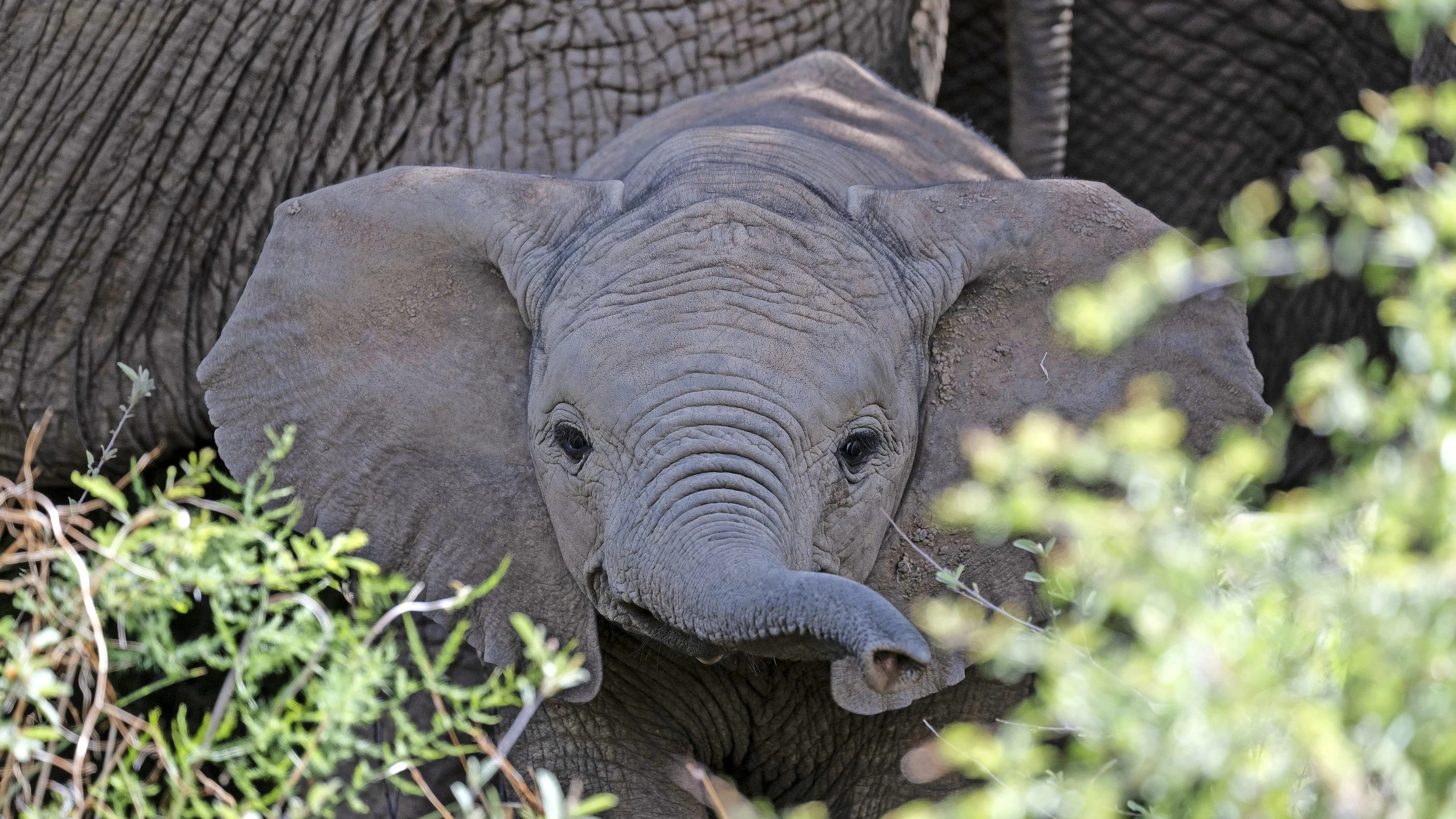Rüsselgruß: Nicht jeder Dickhäuter in Pilanesberg ist so freundlich wie dieses Jungtier. Vor allem mit Elefantenbullen in der Brunst ist nicht zu spaßen. - Mauritius