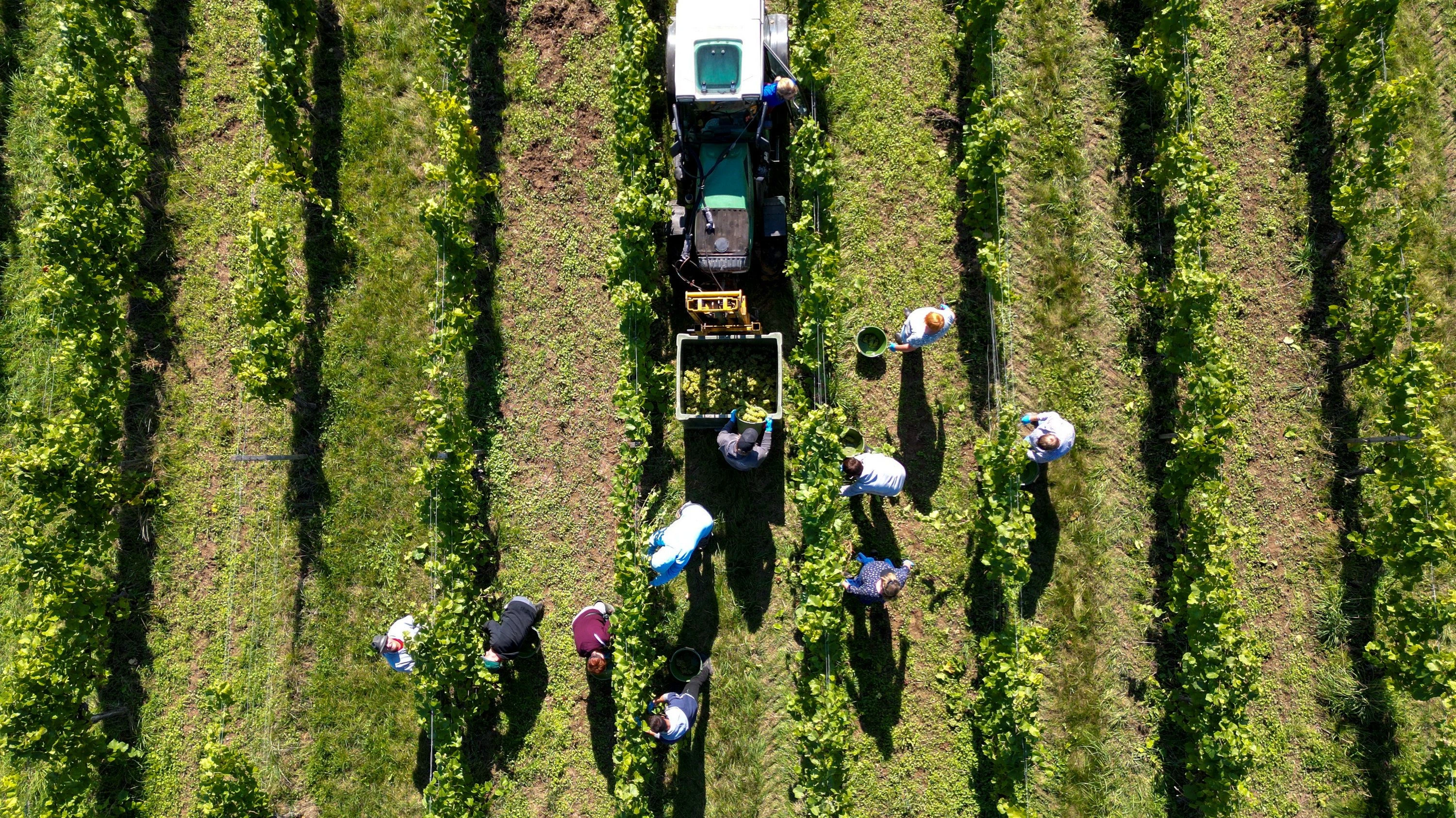 Bedrohtes Kulturgut: Billig geht die Welt des Weins zugrunde Bedrohtes Kulturgut: Billig geht die Welt des Weins zugrunde