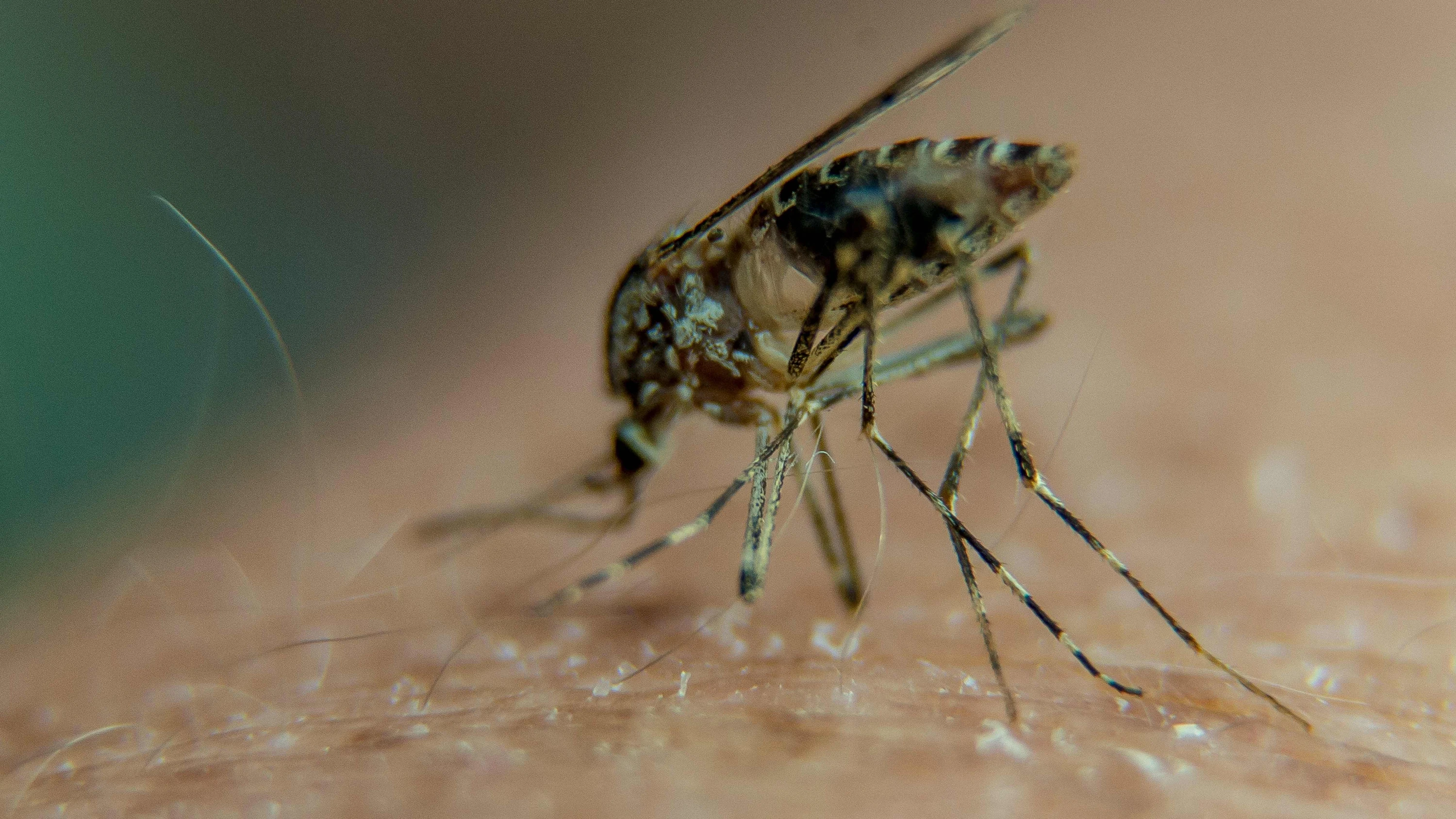 Rhein-Main-Feierabendbriefing: Frankfurt: Zwei mit Malaria infizierte Flughafenmitarbeiter gestorben Tropenkrankheit am Frankfurter Flughafen, Eifler-Inhaber über Verkauf von Traditionsbäckerei, Frankfurt pflanzt zu wenig Bäume und Vitos übernimmt Helios-Psychiatrie. Der F.A.Z.-Podcast Rhein-Main Feierabend-Briefing informiert über die Themen der Region.