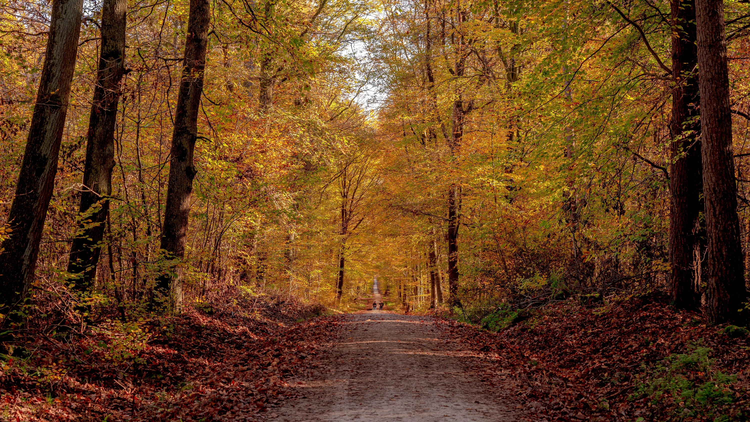 Routen in Hessen: Diese Wanderungen sind im Herbst besonders schön