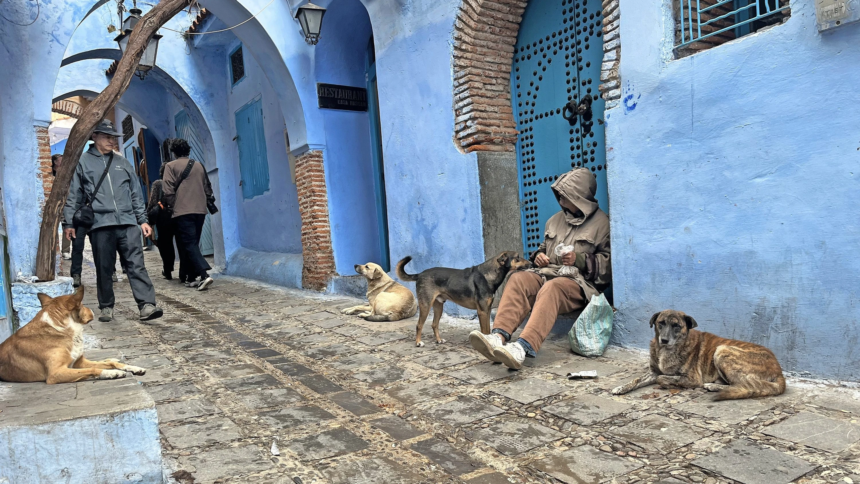 Straßentiere in Marokko: Müssen Millionen Hunde wegen der Fußball-WM sterben? Straßentiere in Marokko: Müssen Millionen Hunde wegen der Fußball-WM sterben?