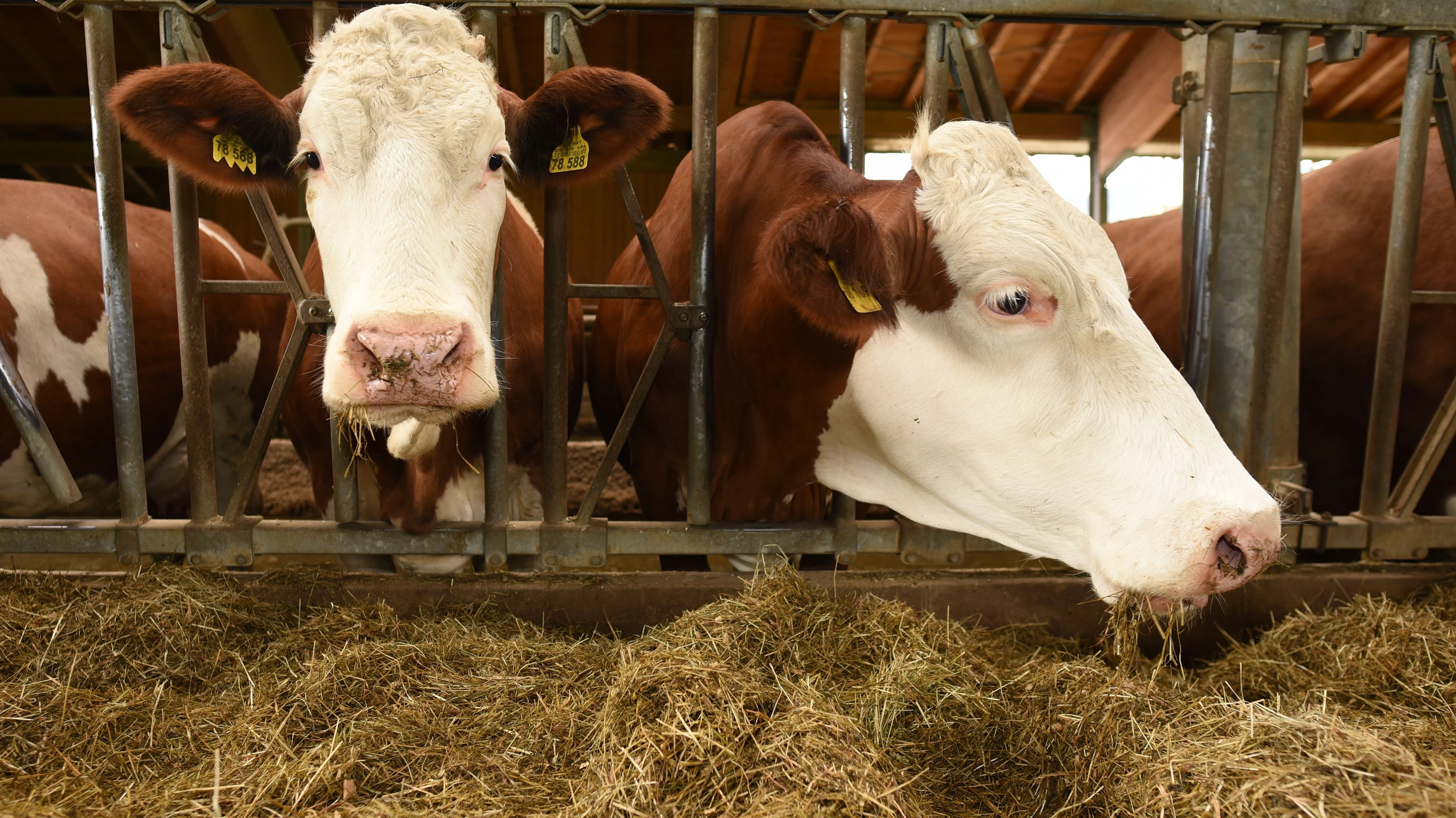 Landwirtschaft: Existenzen sichern
