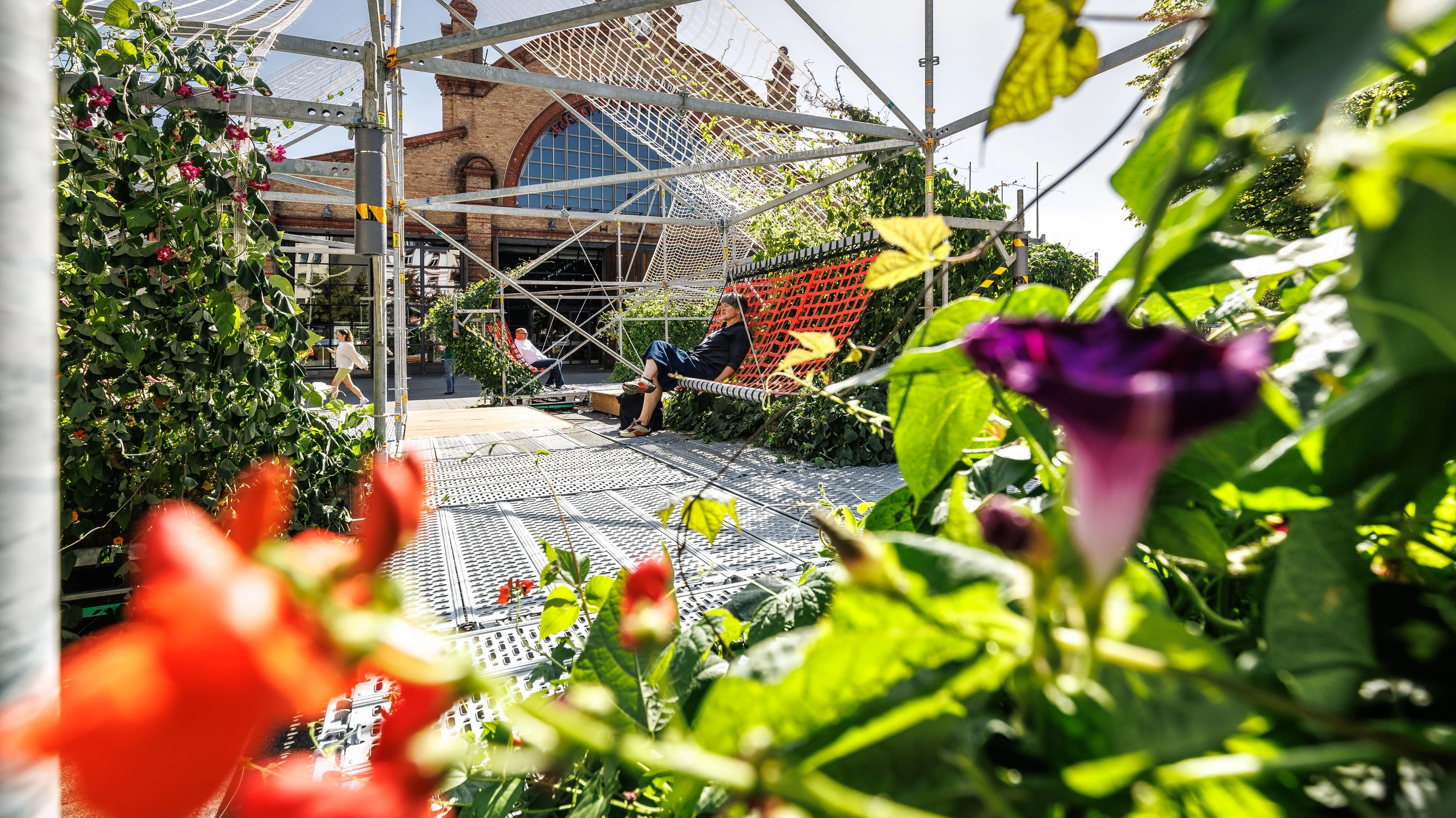Klimaanpassung in Frankfurt: Mit Kletterpflanzen gegen Hitzeinseln