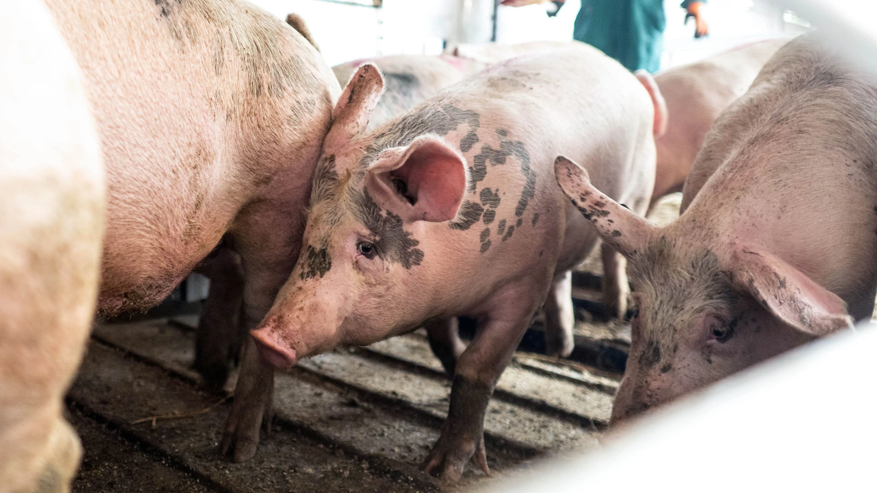 Landwirtschaftsminister Rainer: Videoüberwachung soll in Schlachthöfen Pflicht werden