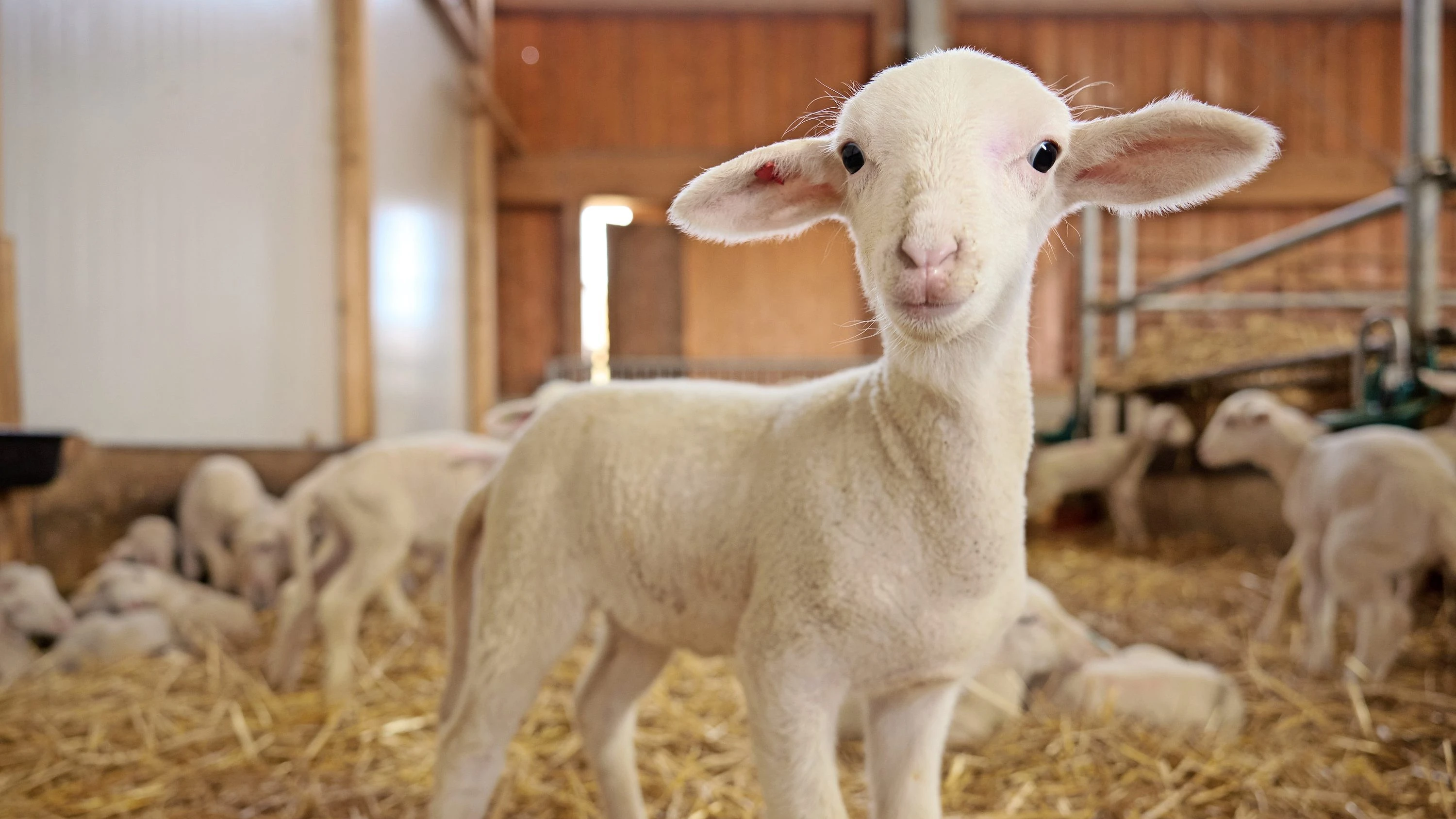 Bio-Schafskäserei: Naturschutz mit den Schafen vom Kapellenhof Bio-Schafskäserei: Naturschutz mit den Schafen vom Kapellenhof
