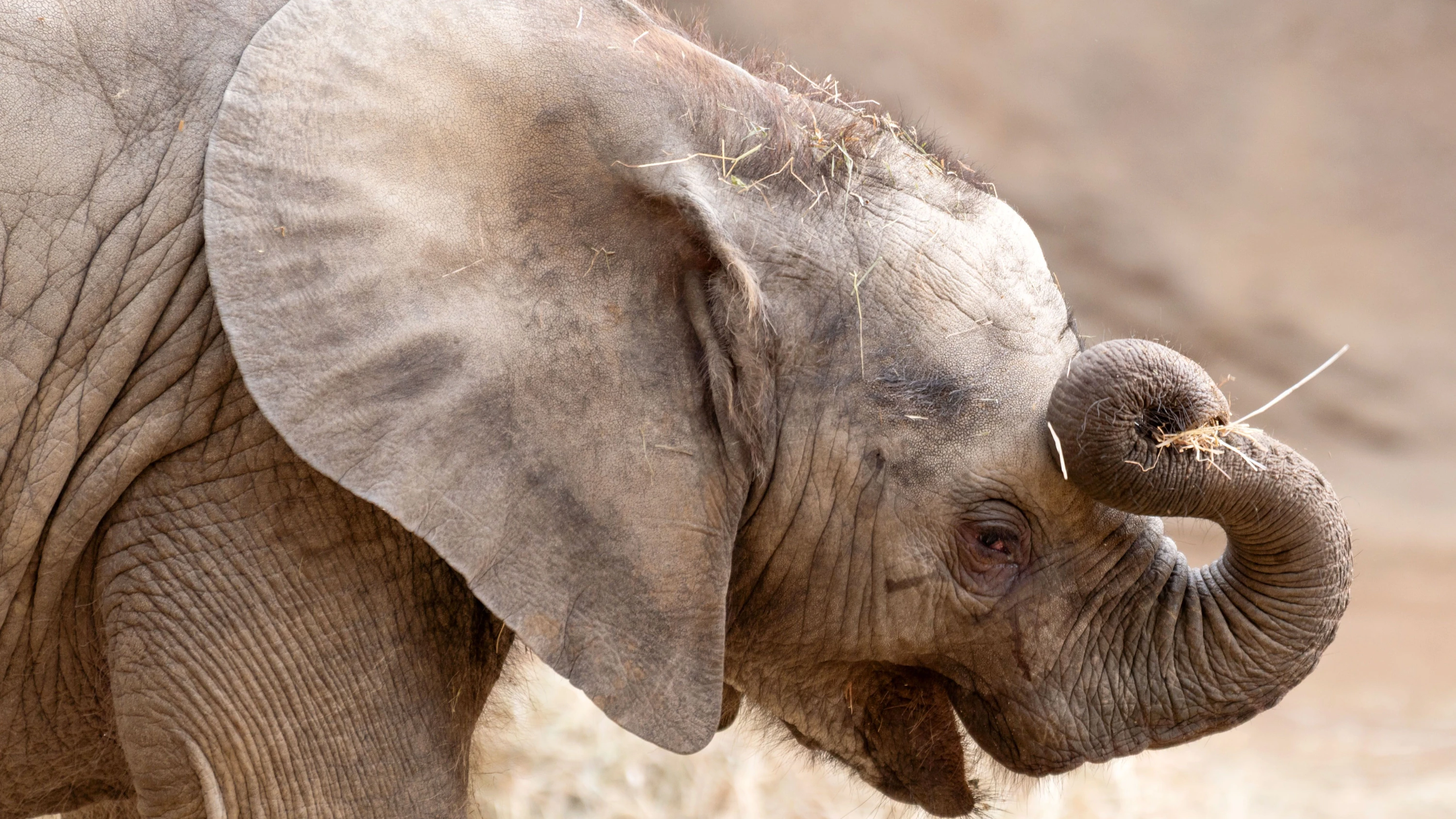 Elefantenkalb im Opel-Zoo: Furchtlos im Schutz von Mutter und Tante