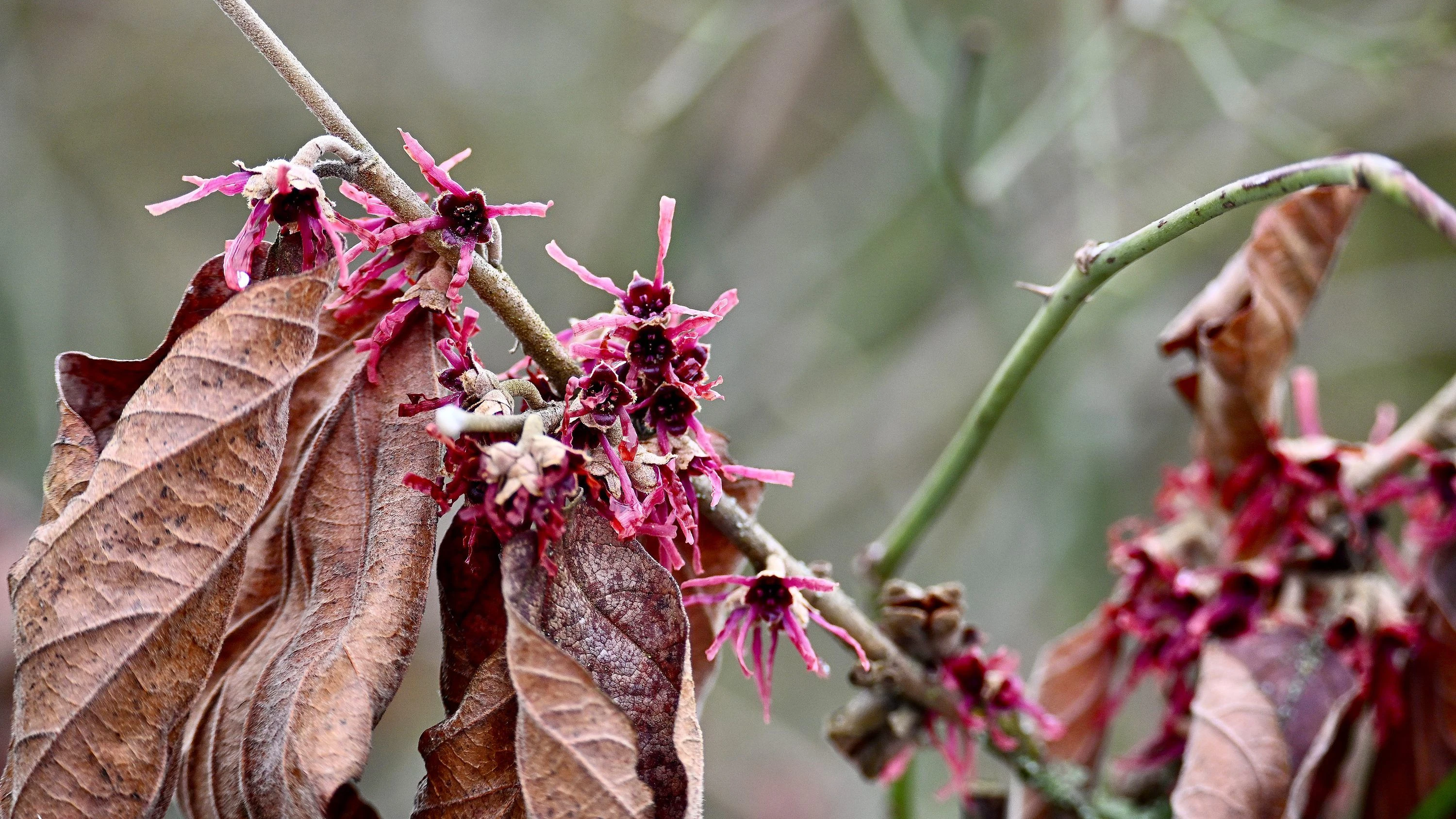 Bild: Jetzt kommt der Frühling: Die besten Zaubermittel vor dem großen Blühen