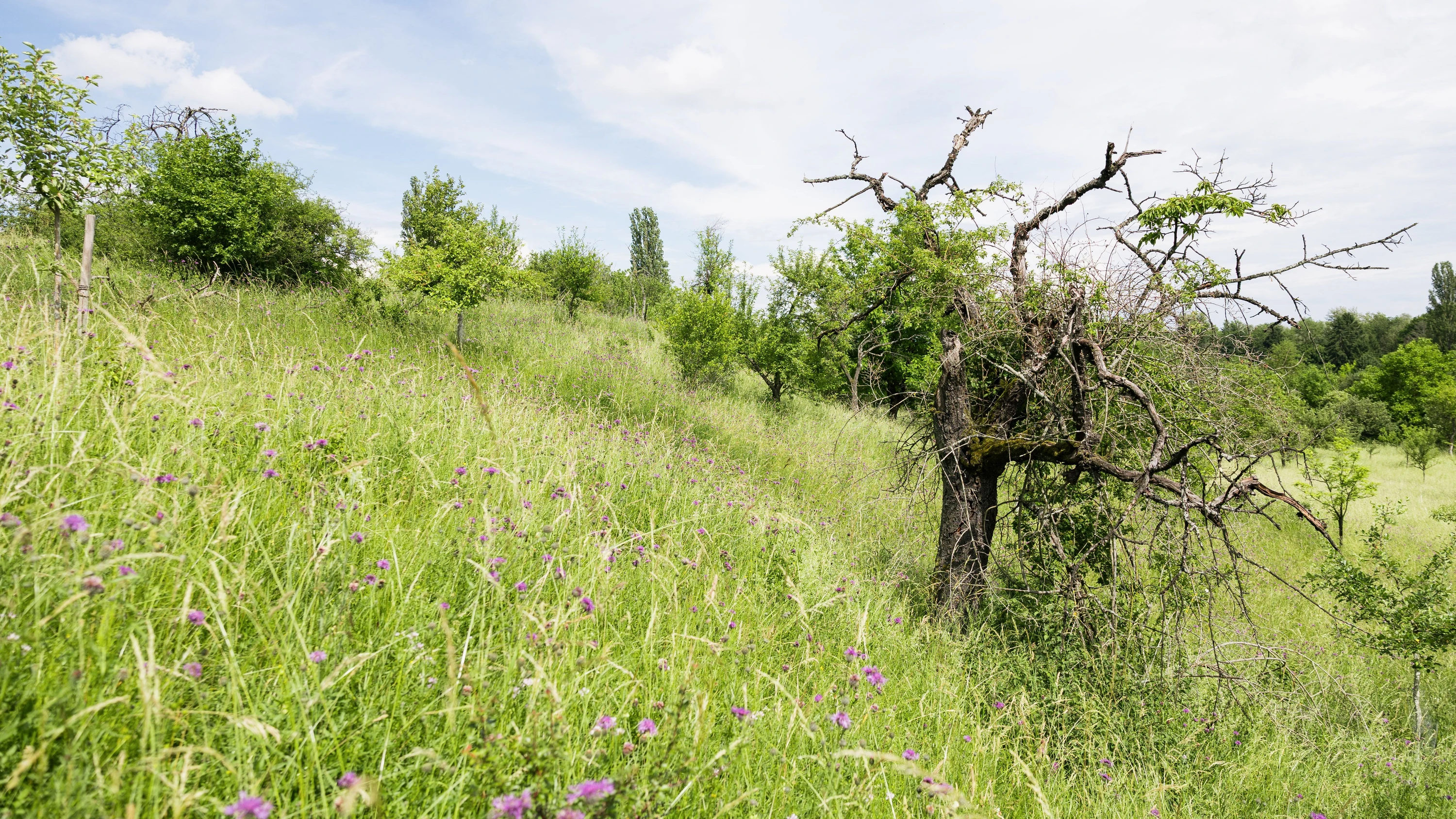 Hier läuft das Forschungsprojekt der Senckenberggesellschaft: Streuobstwiese am Berger Hang - Janek Stempel