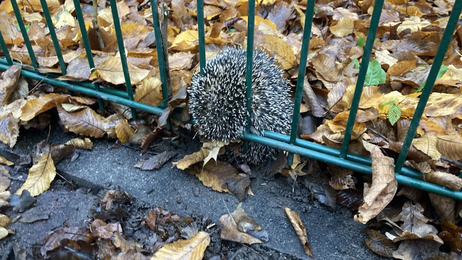 Liveticker Hessen & Frankfurt: Feuerwehr befreit Igel aus Zaun