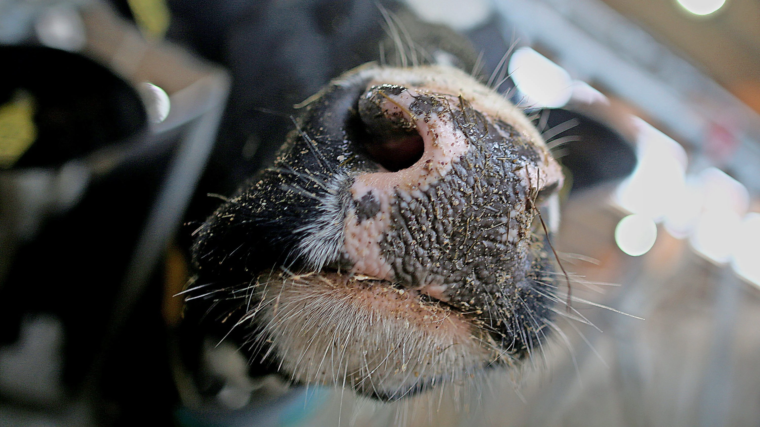 Tierseuche: Erstmals Milchkuh in Europa mit Vogelgrippevirus infiziert Tierseuche: Erstmals Milchkuh in Europa mit Vogelgrippevirus infiziert